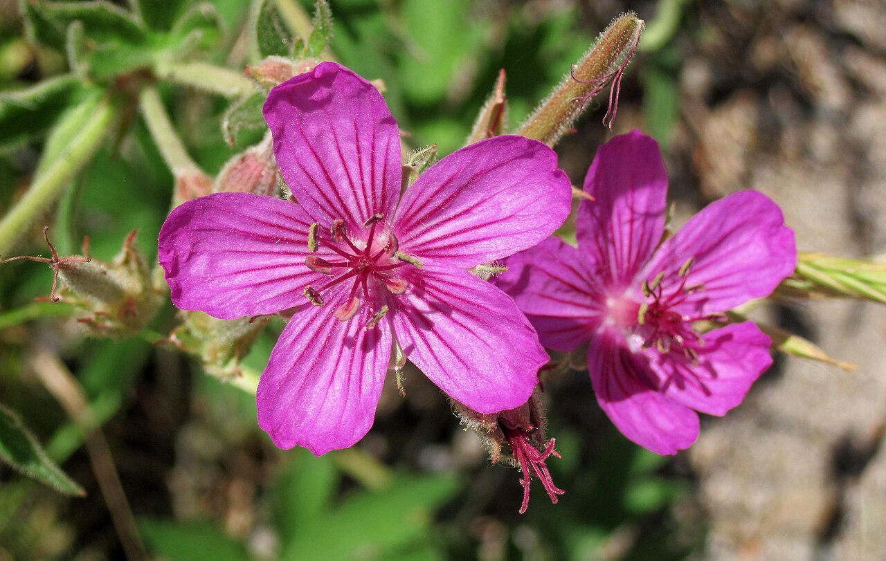 Sticky Purple Geranium