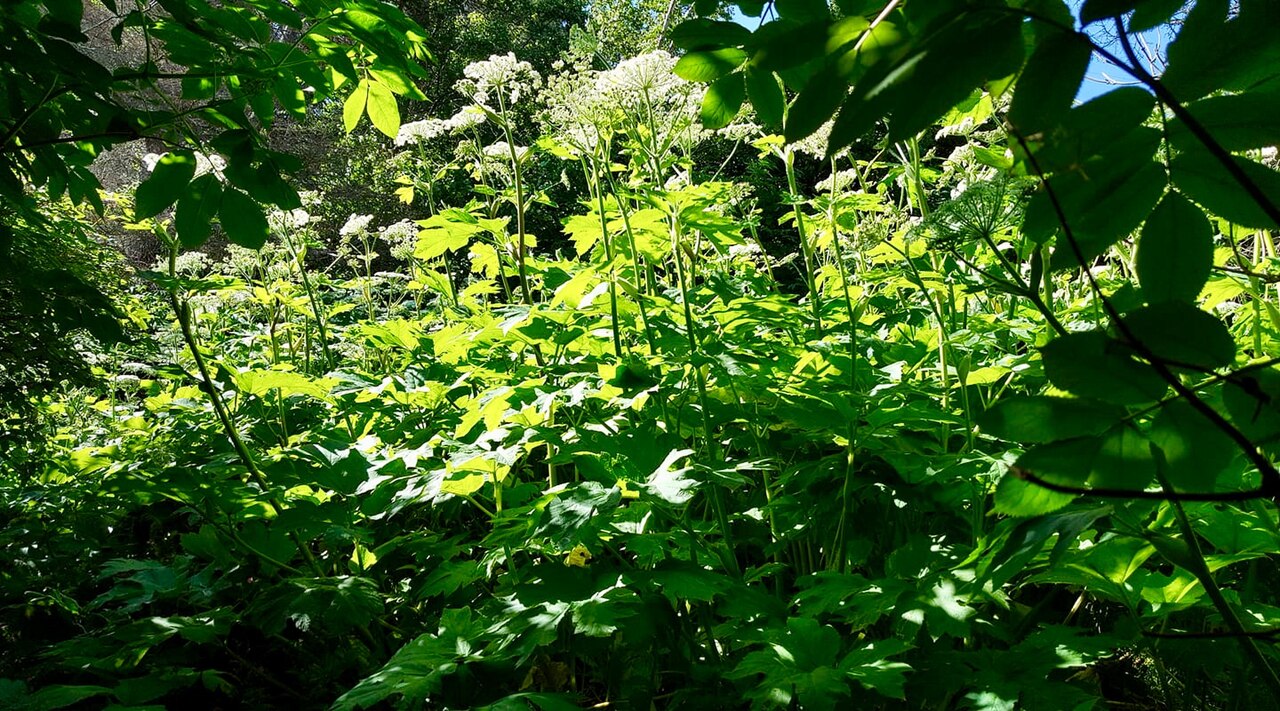Cow Parsnip