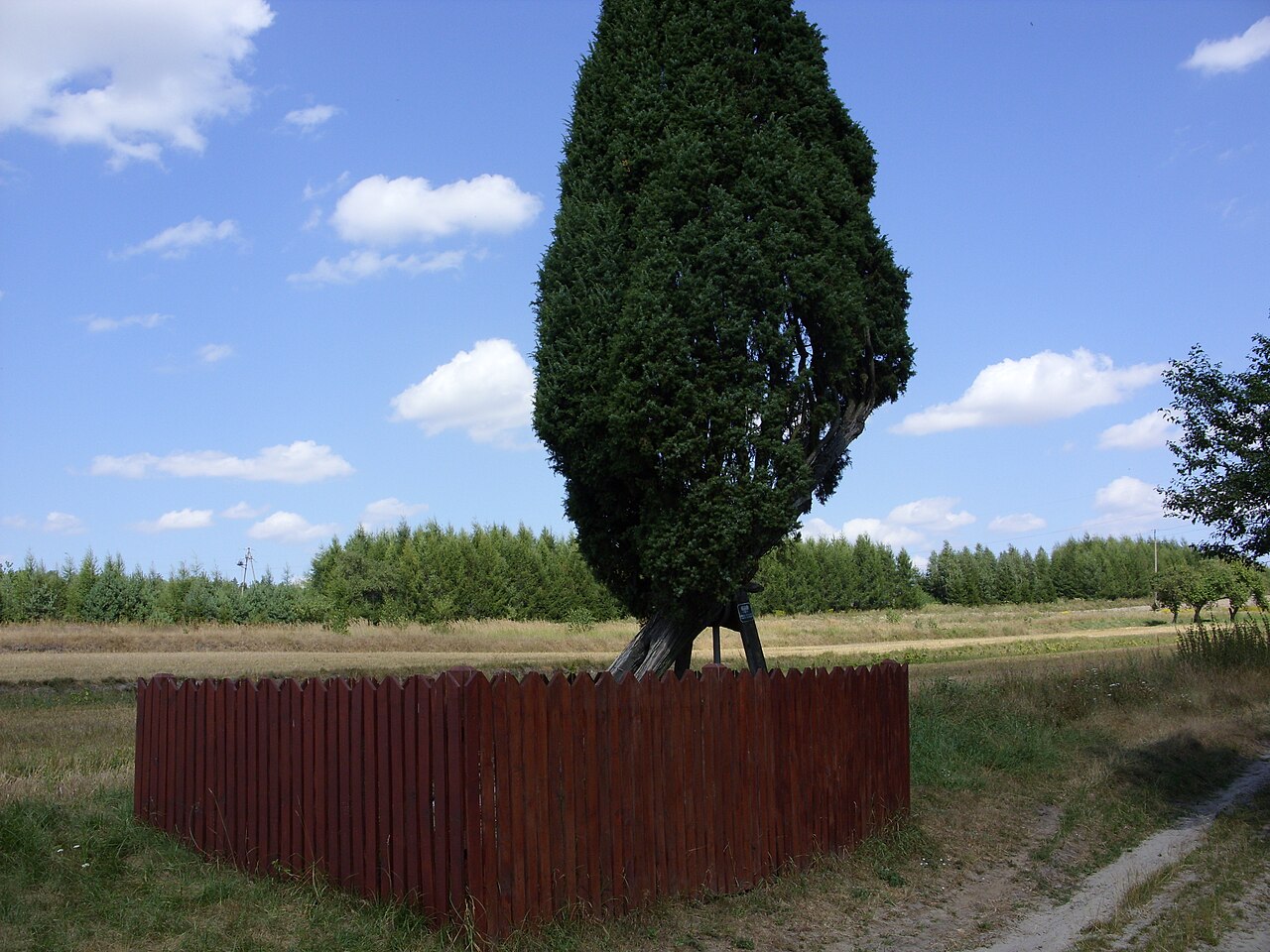 Common Juniper