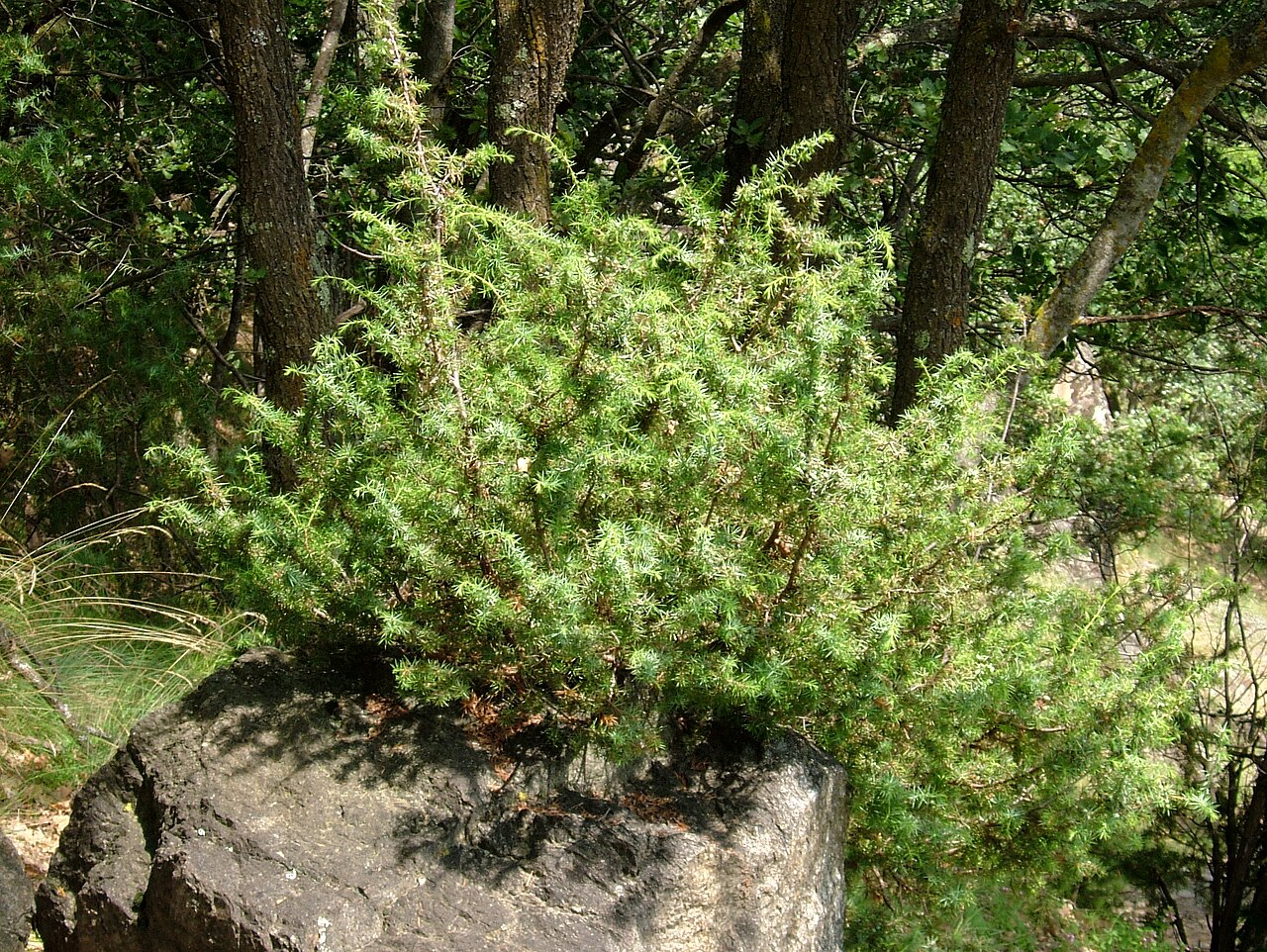 Common Juniper