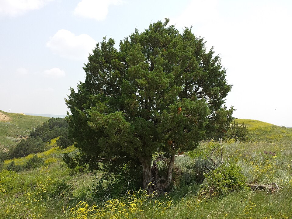 Rocky Mountain Juniper