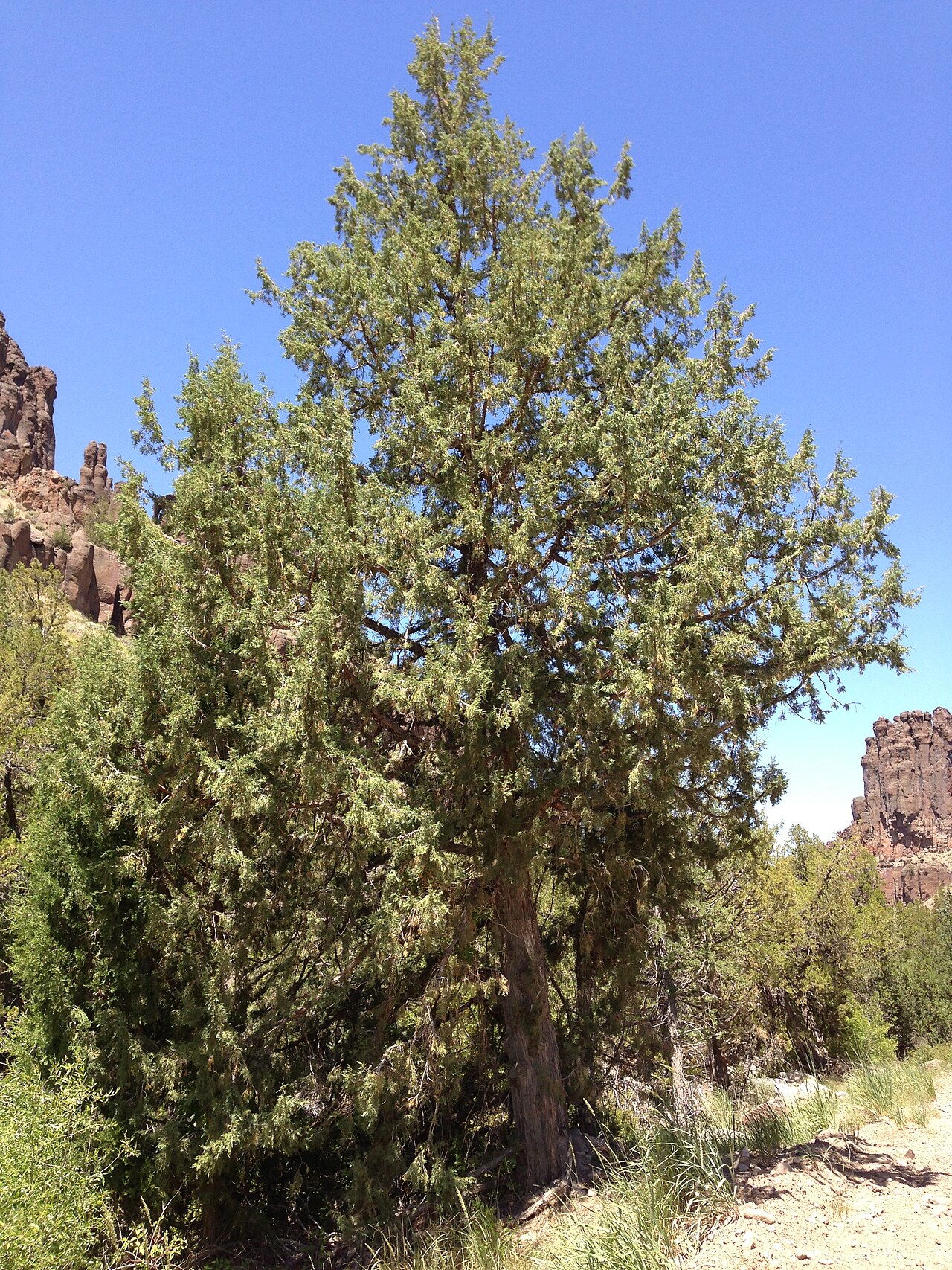 Rocky Mountain Juniper