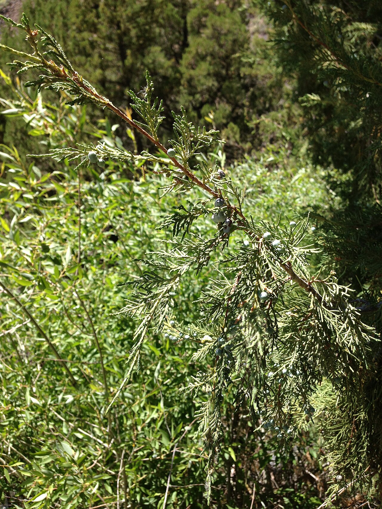 Rocky Mountain Juniper