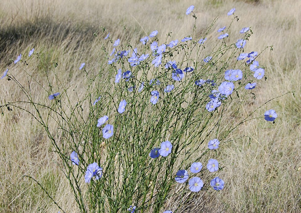 Wild Blue Flax