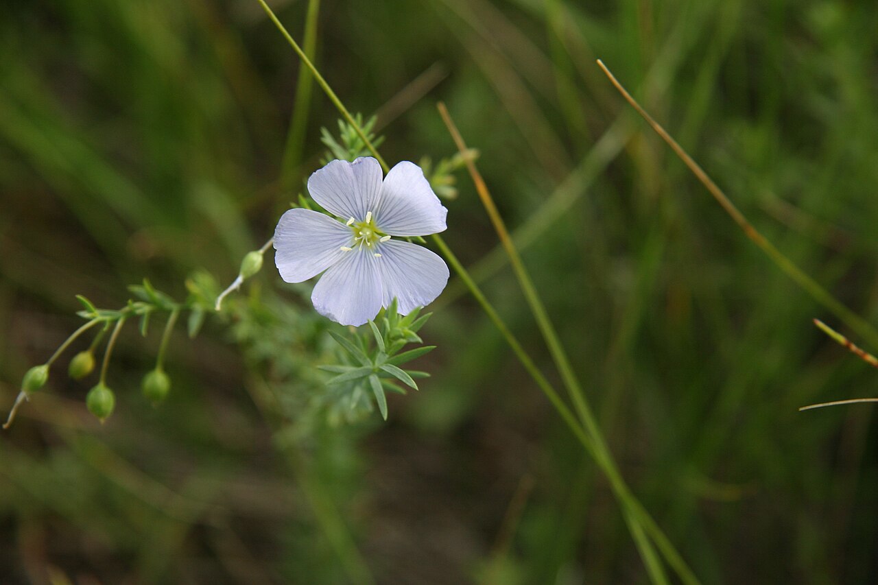 Wild Blue Flax