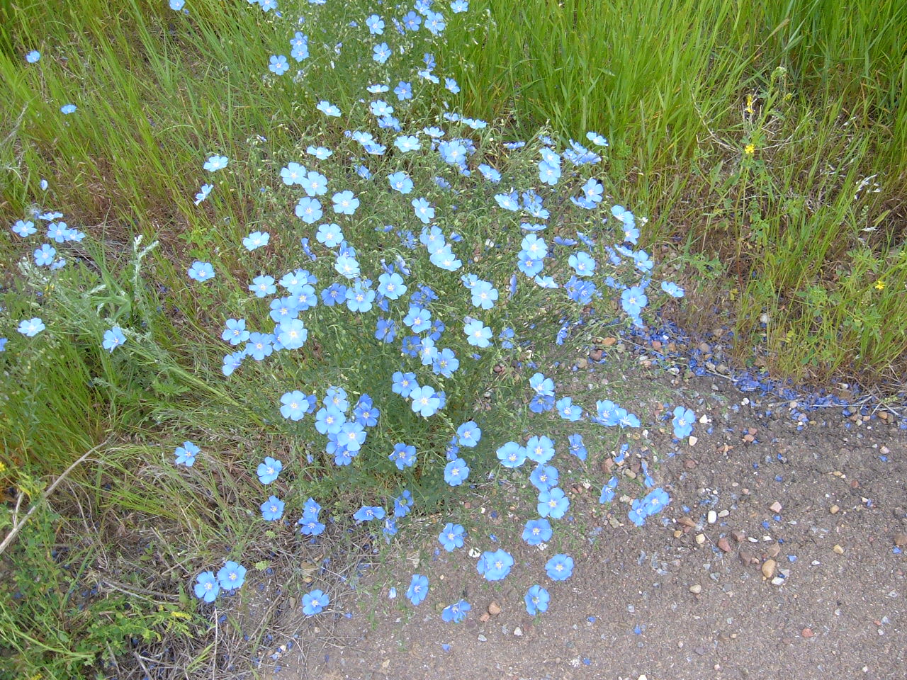 Wild Blue Flax