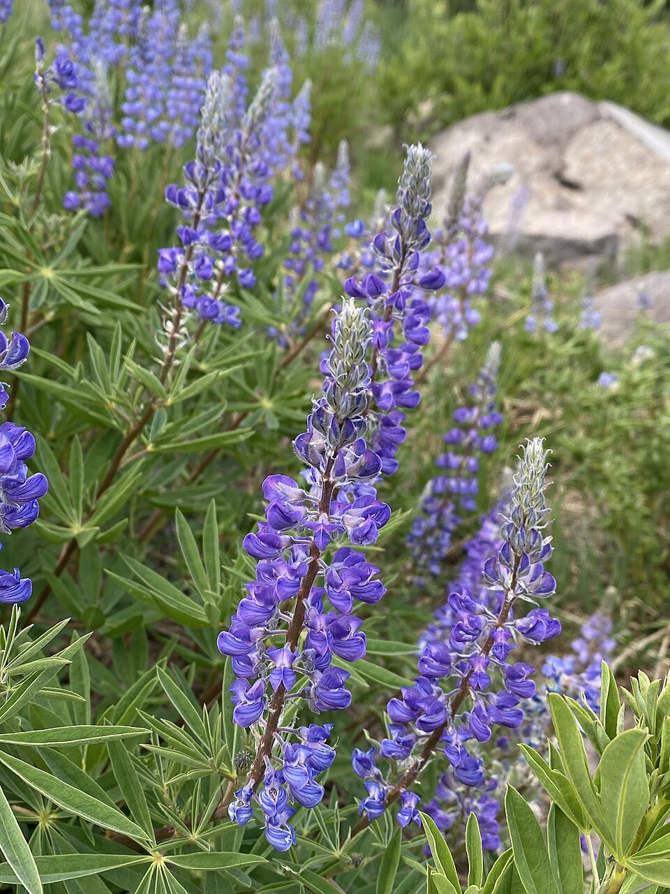 Silvery Lupine