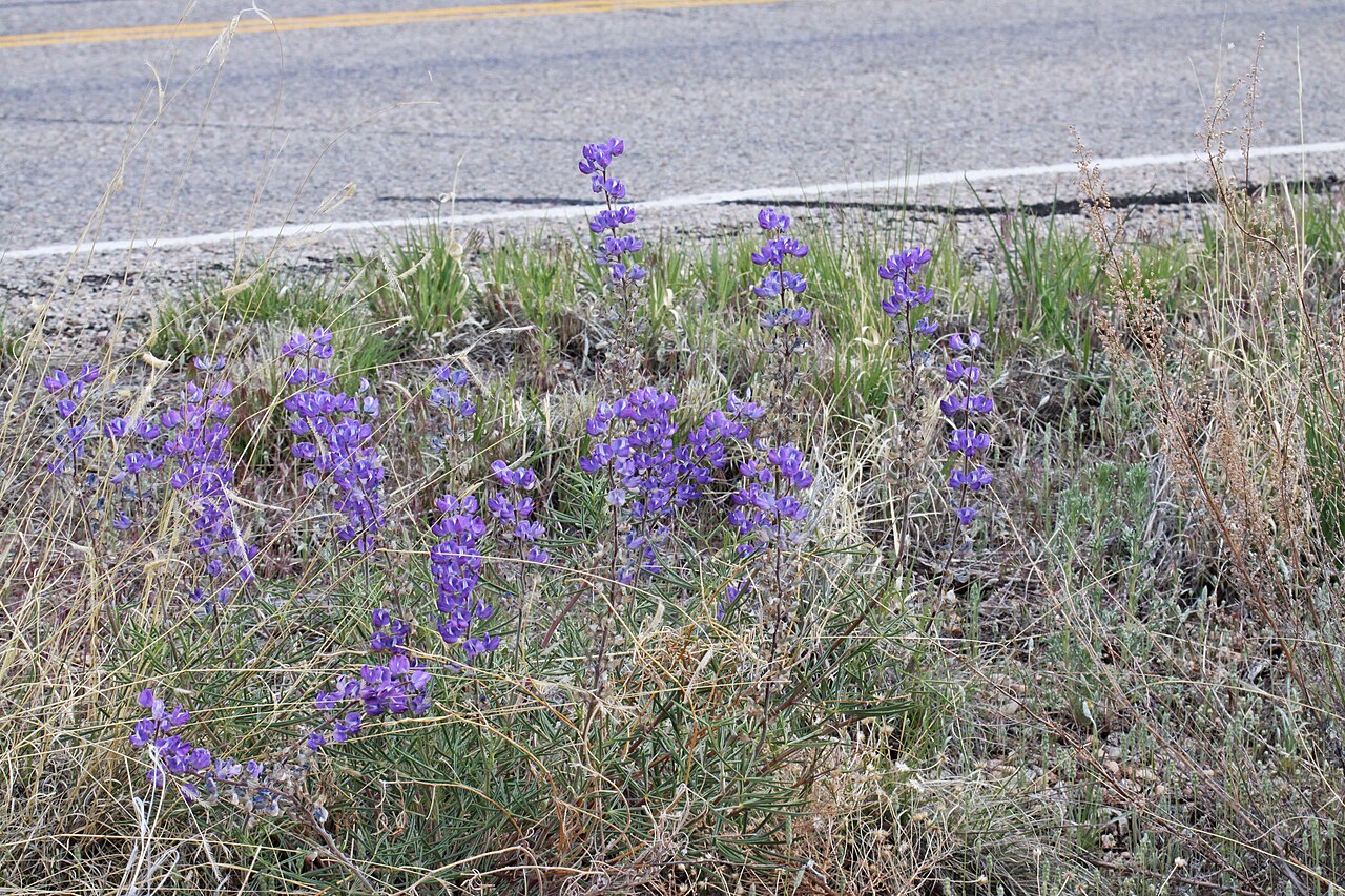 Silvery Lupine