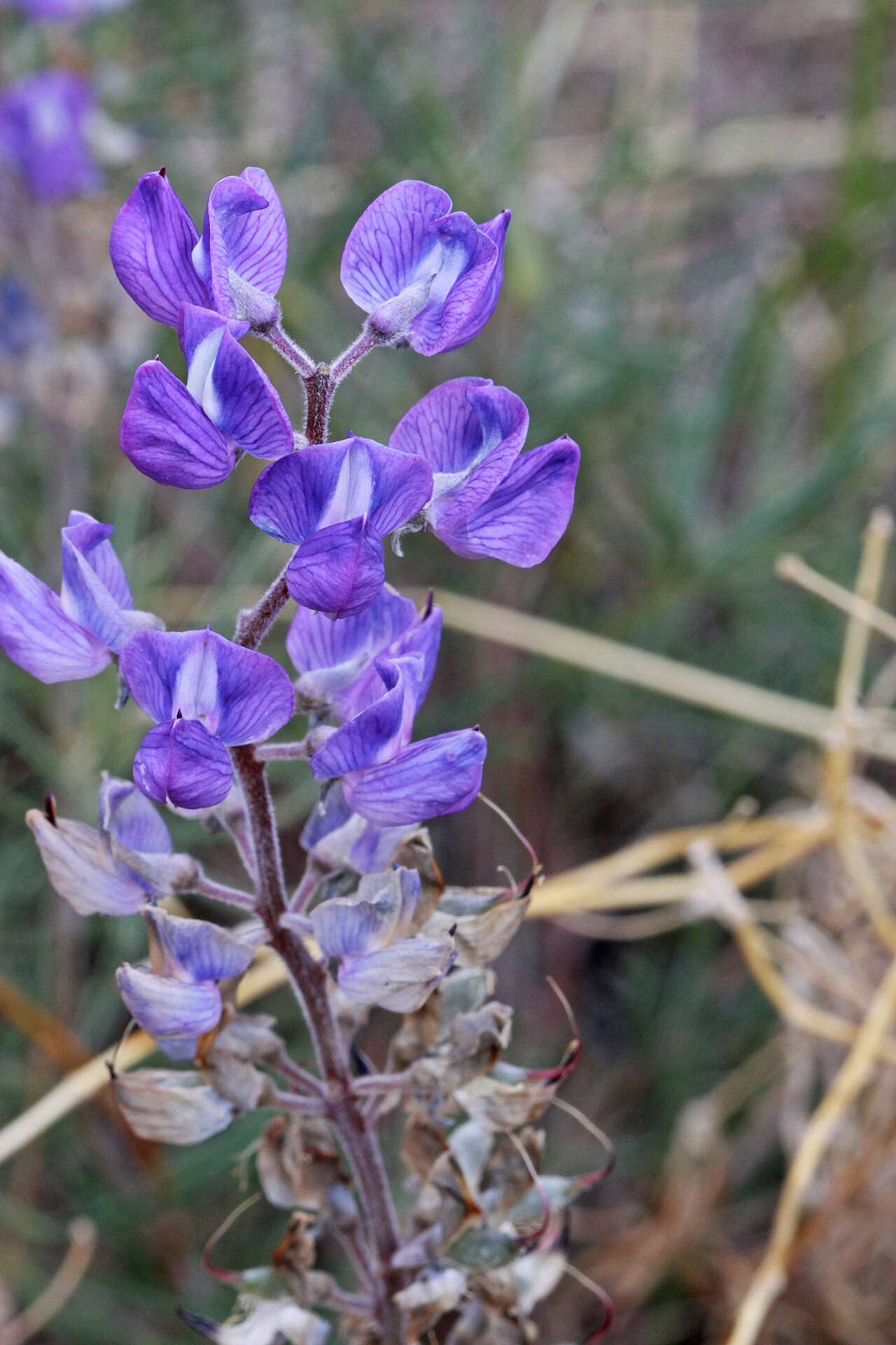 Silvery Lupine