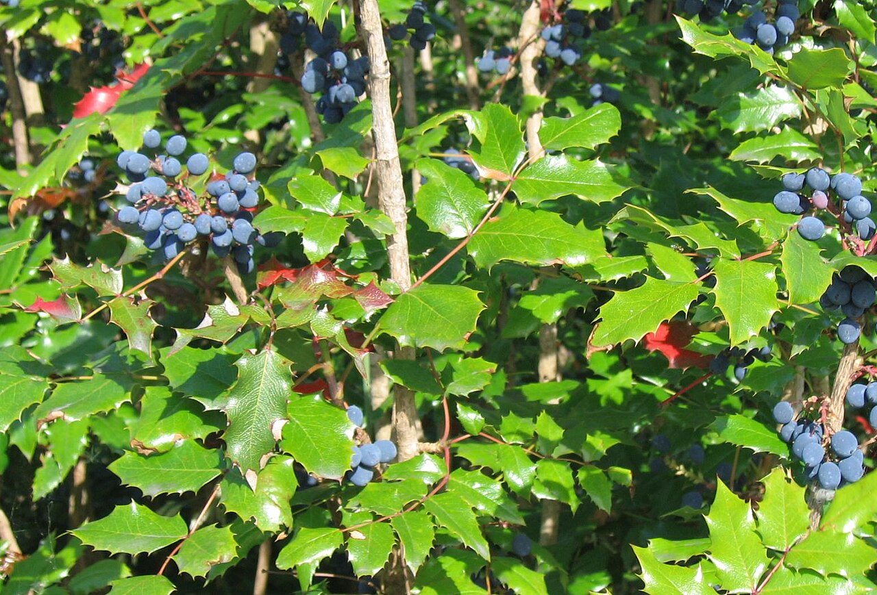 Creeping Oregon Grape