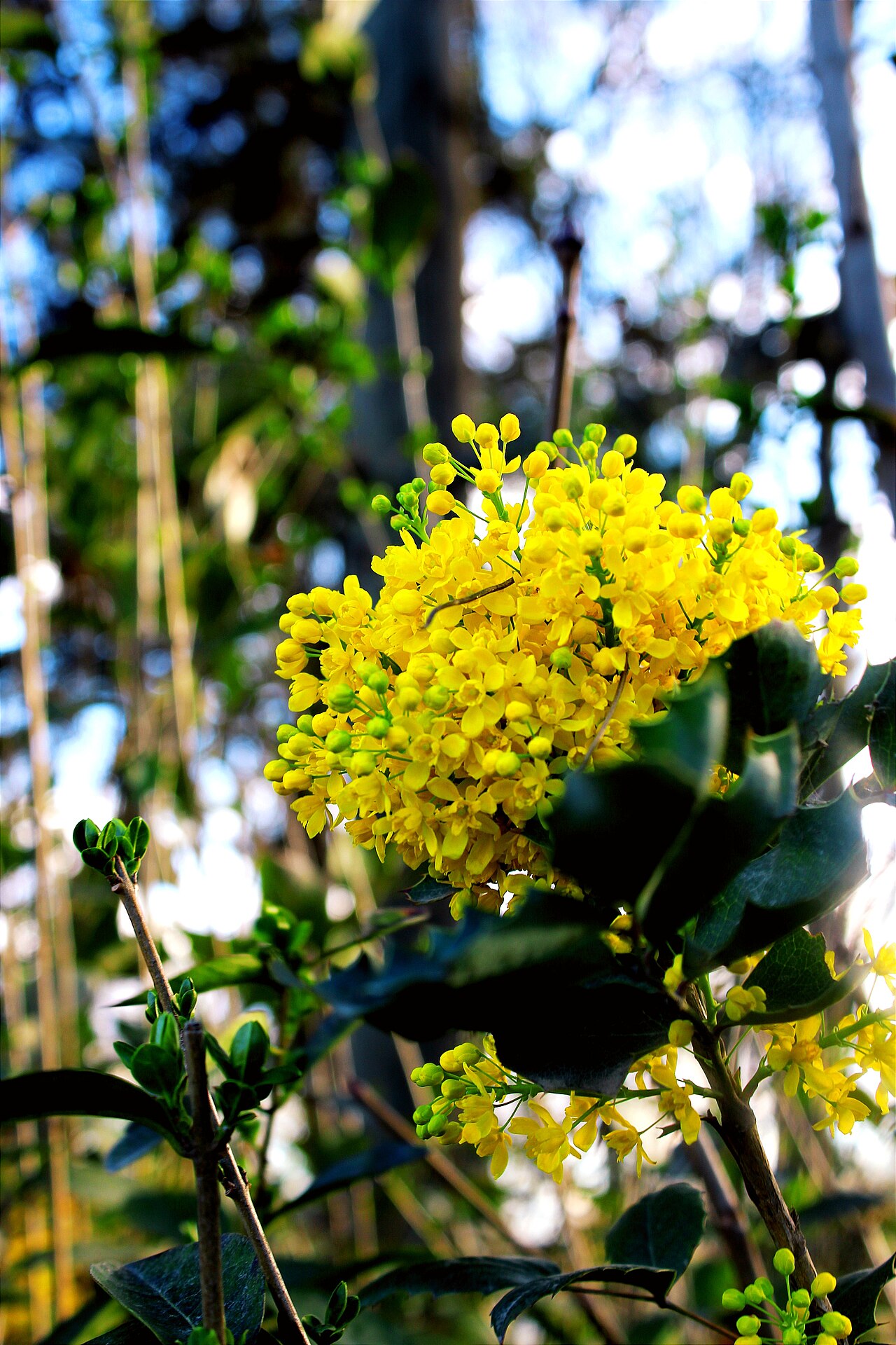 Creeping Oregon Grape