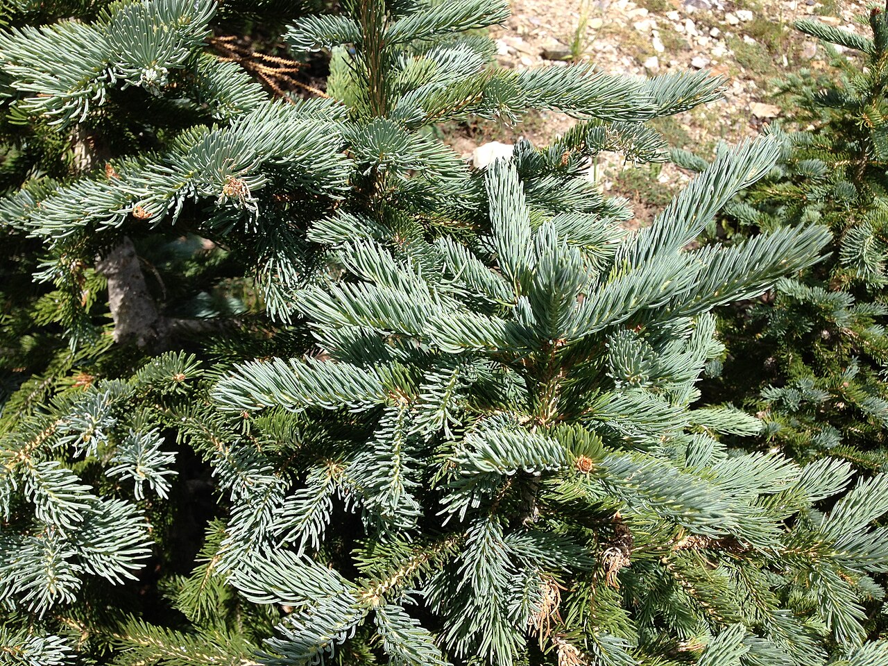 Engelmann Spruce