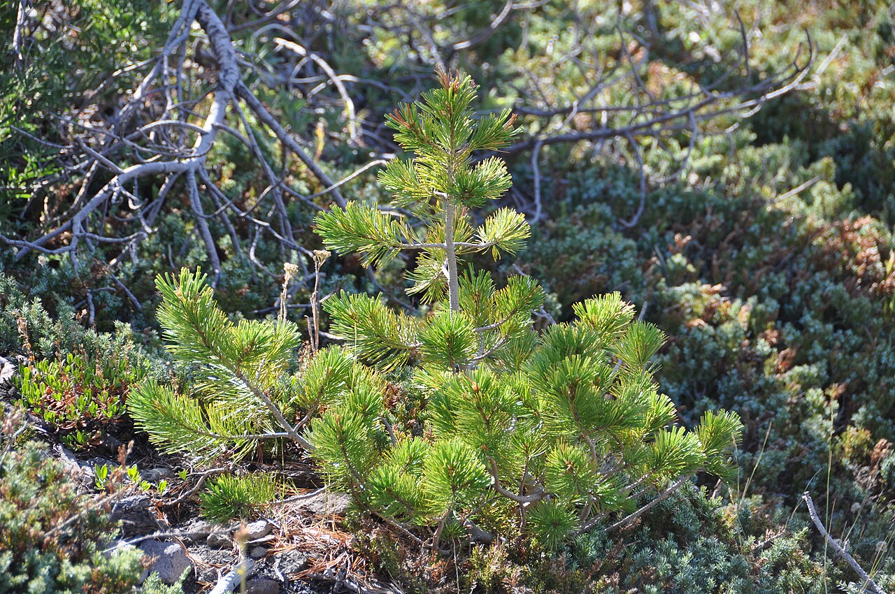 Whitebark Pine