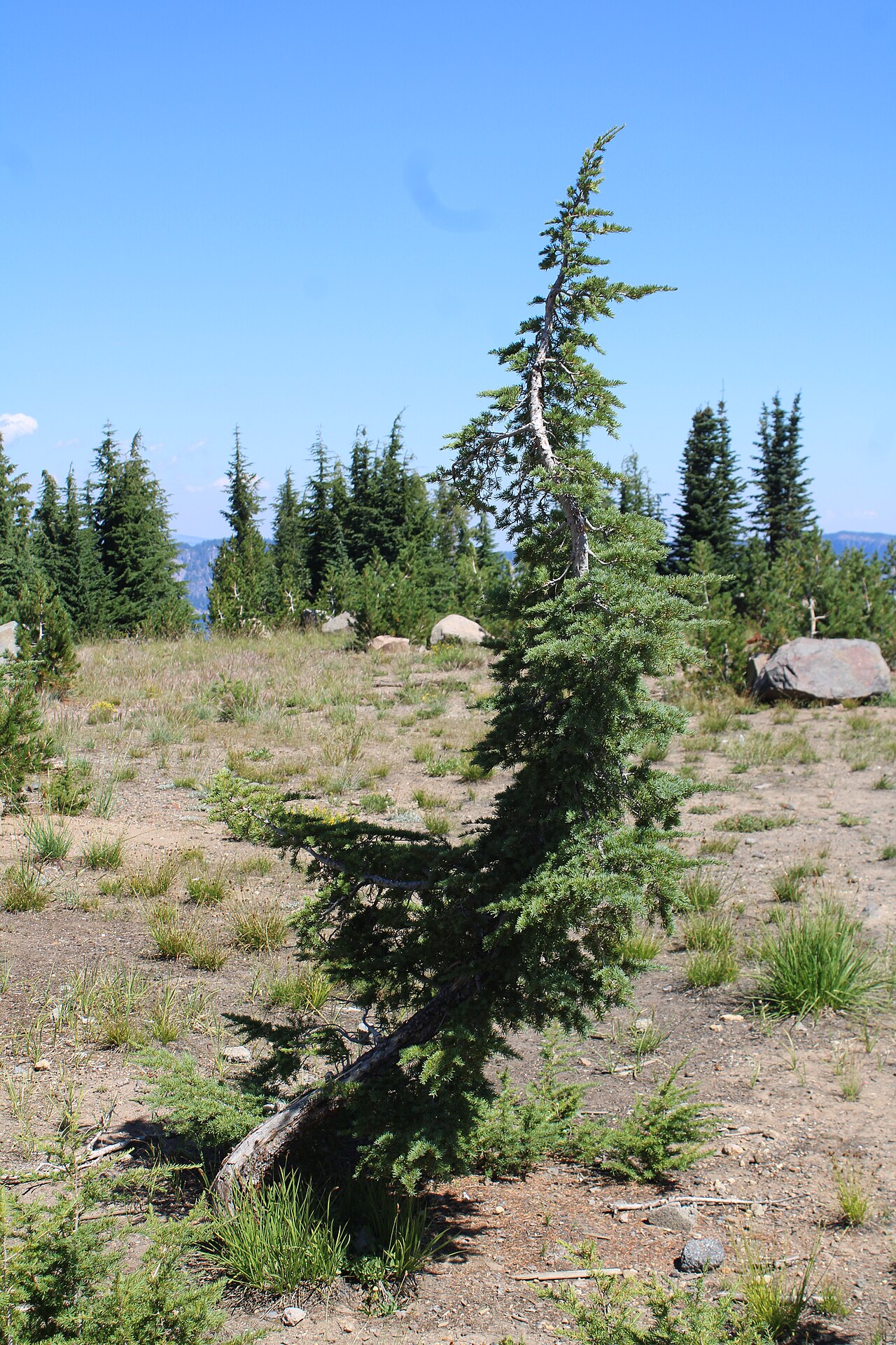 Whitebark Pine