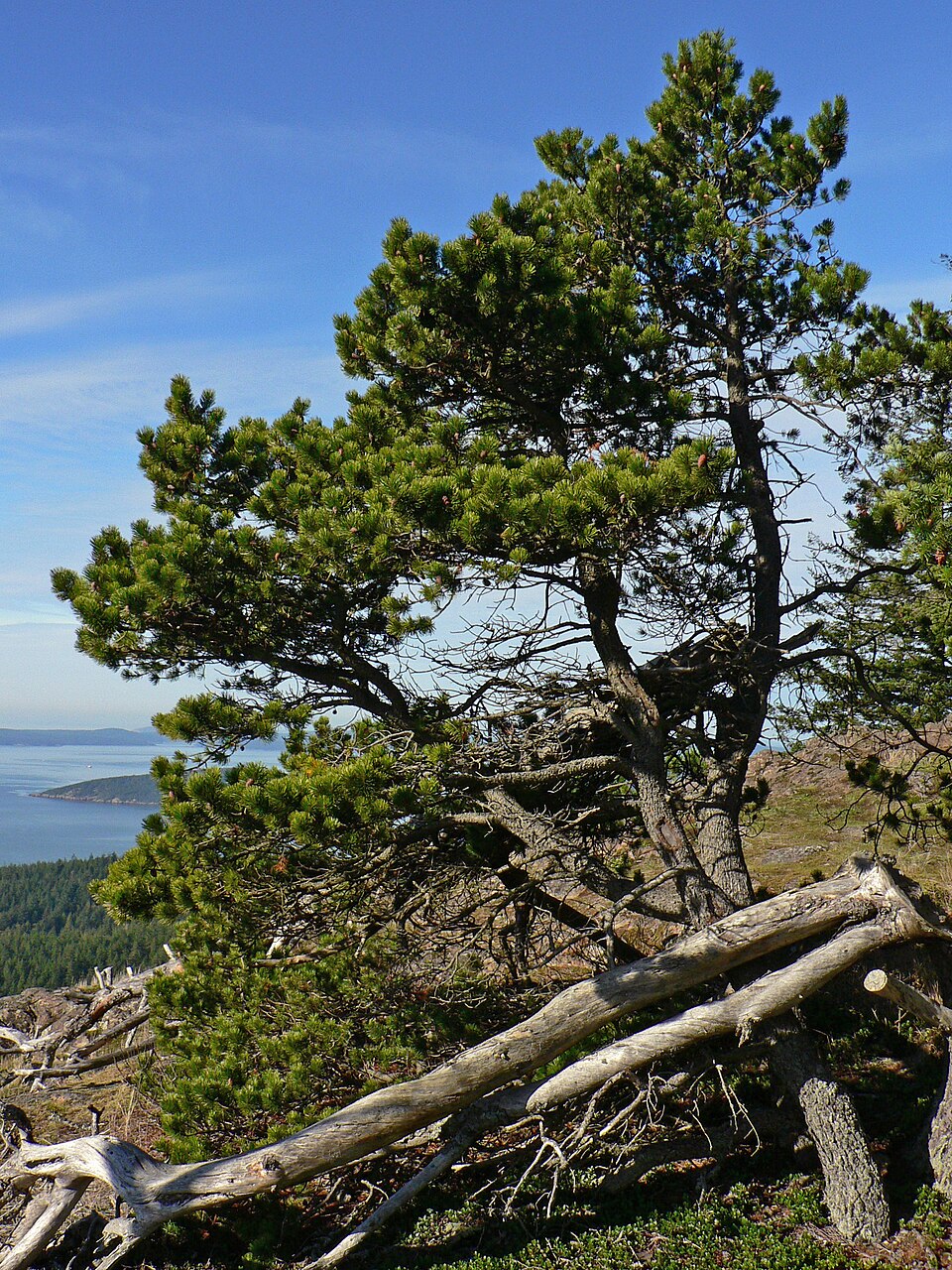 Lodgepole Pine