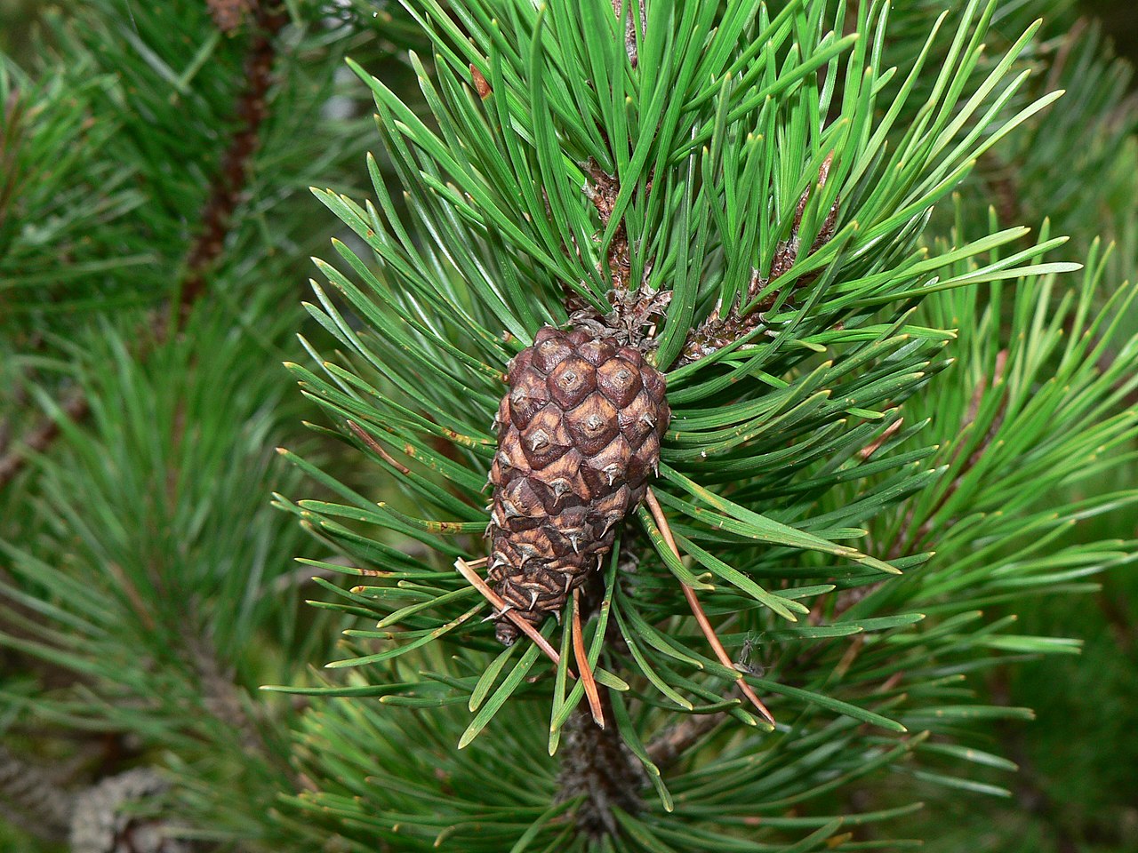 Lodgepole Pine
