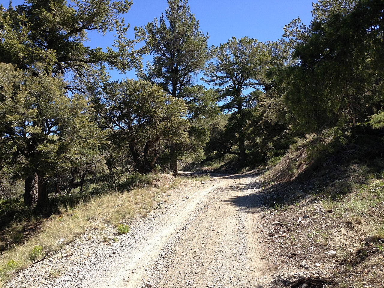Limber Pine