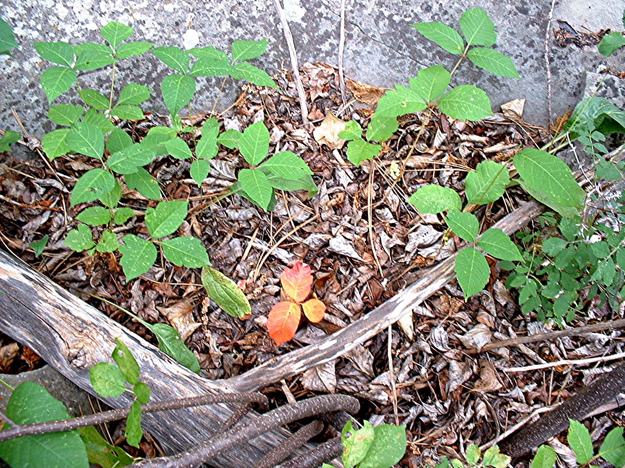 Western Poison Ivy