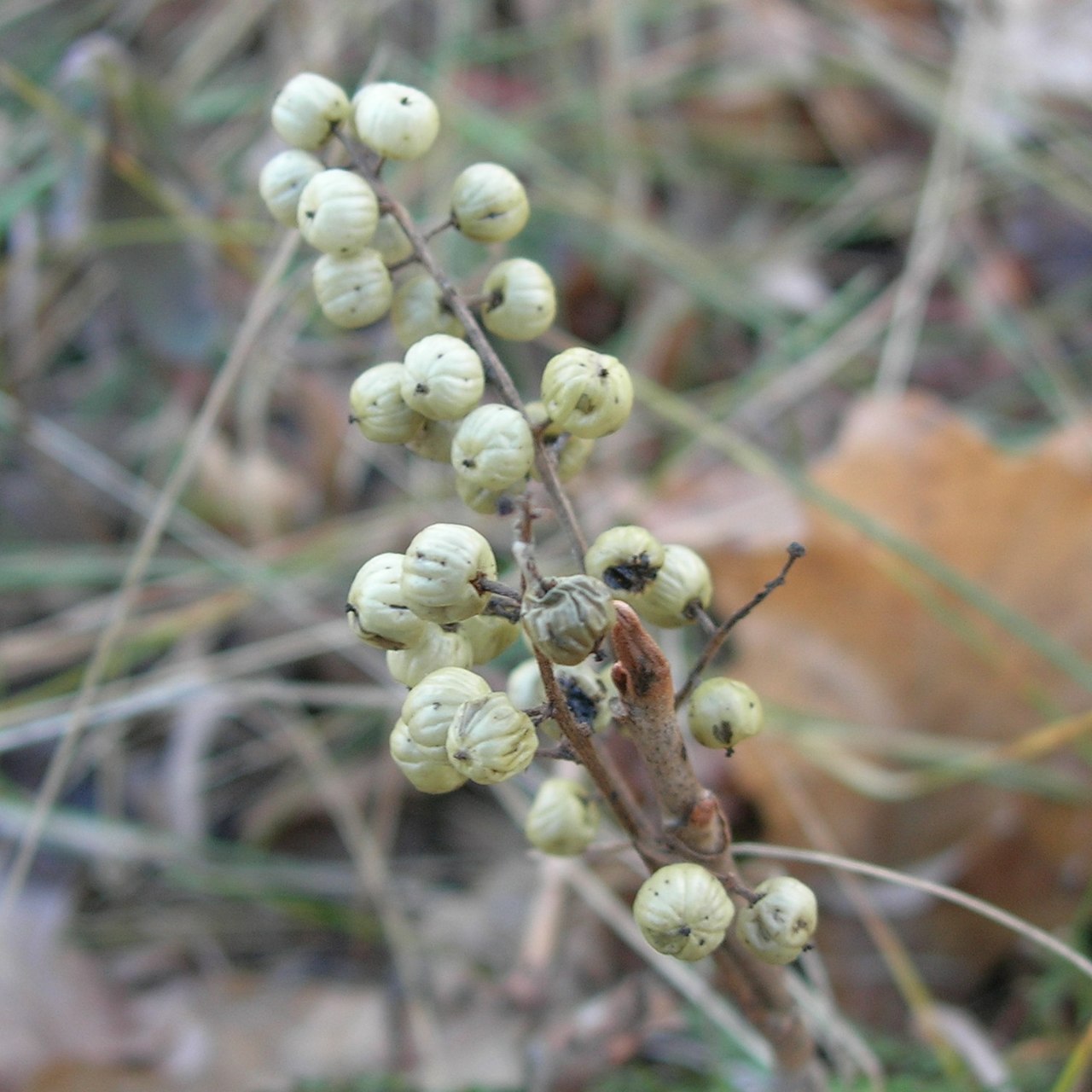 Western Poison Ivy