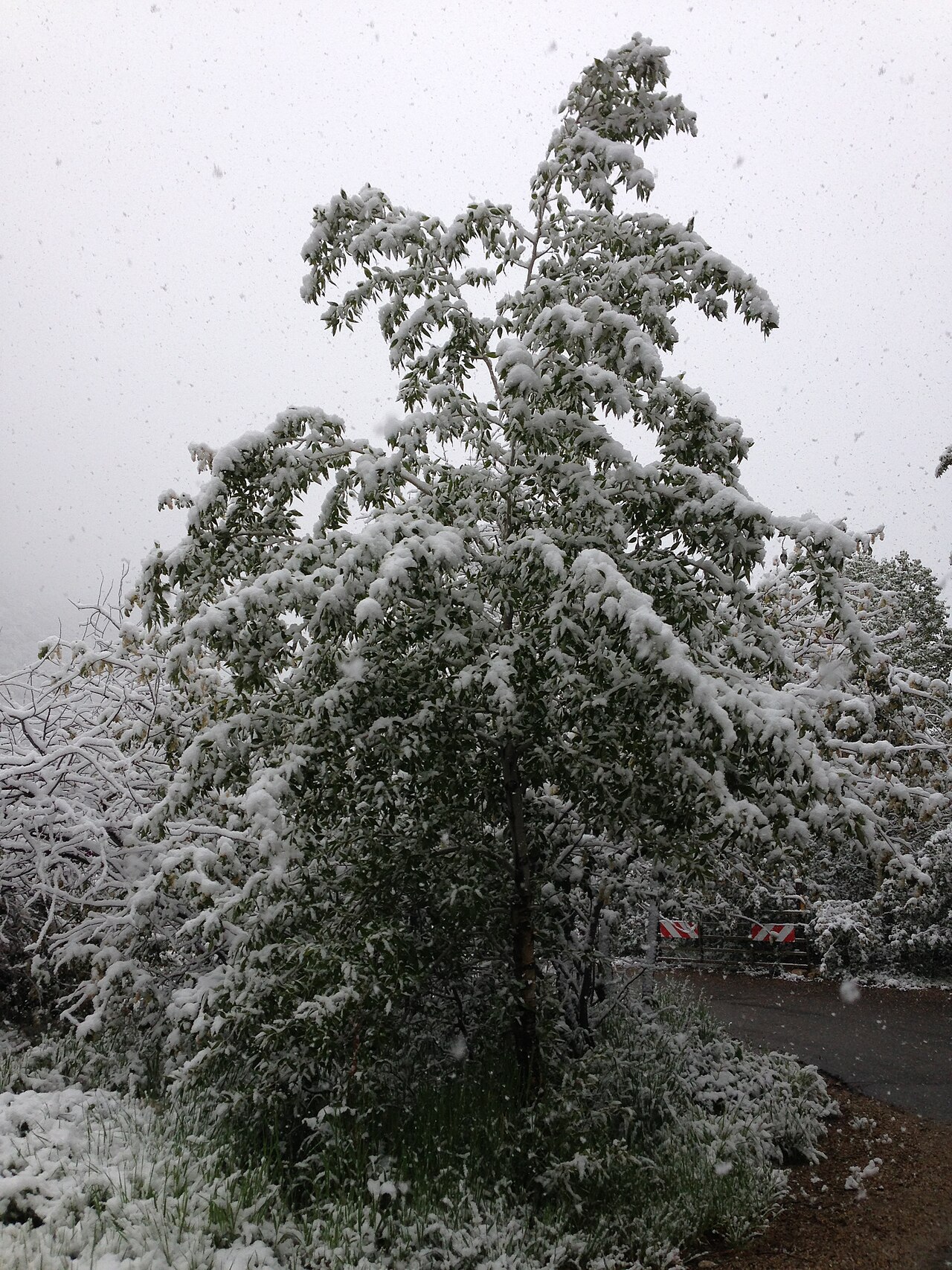 Narrowleaf Cottonwood