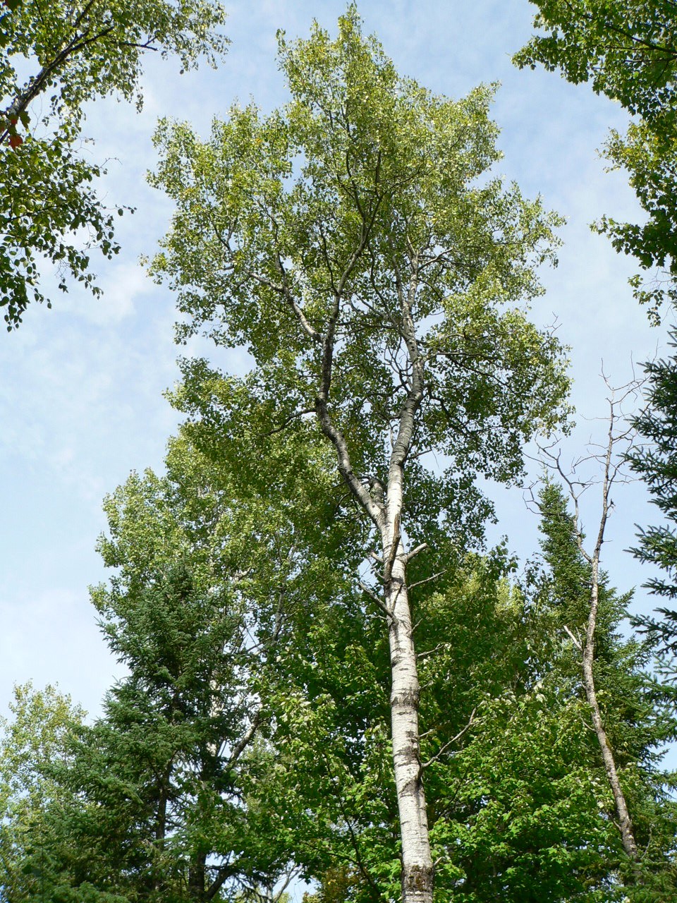 Quaking Aspen