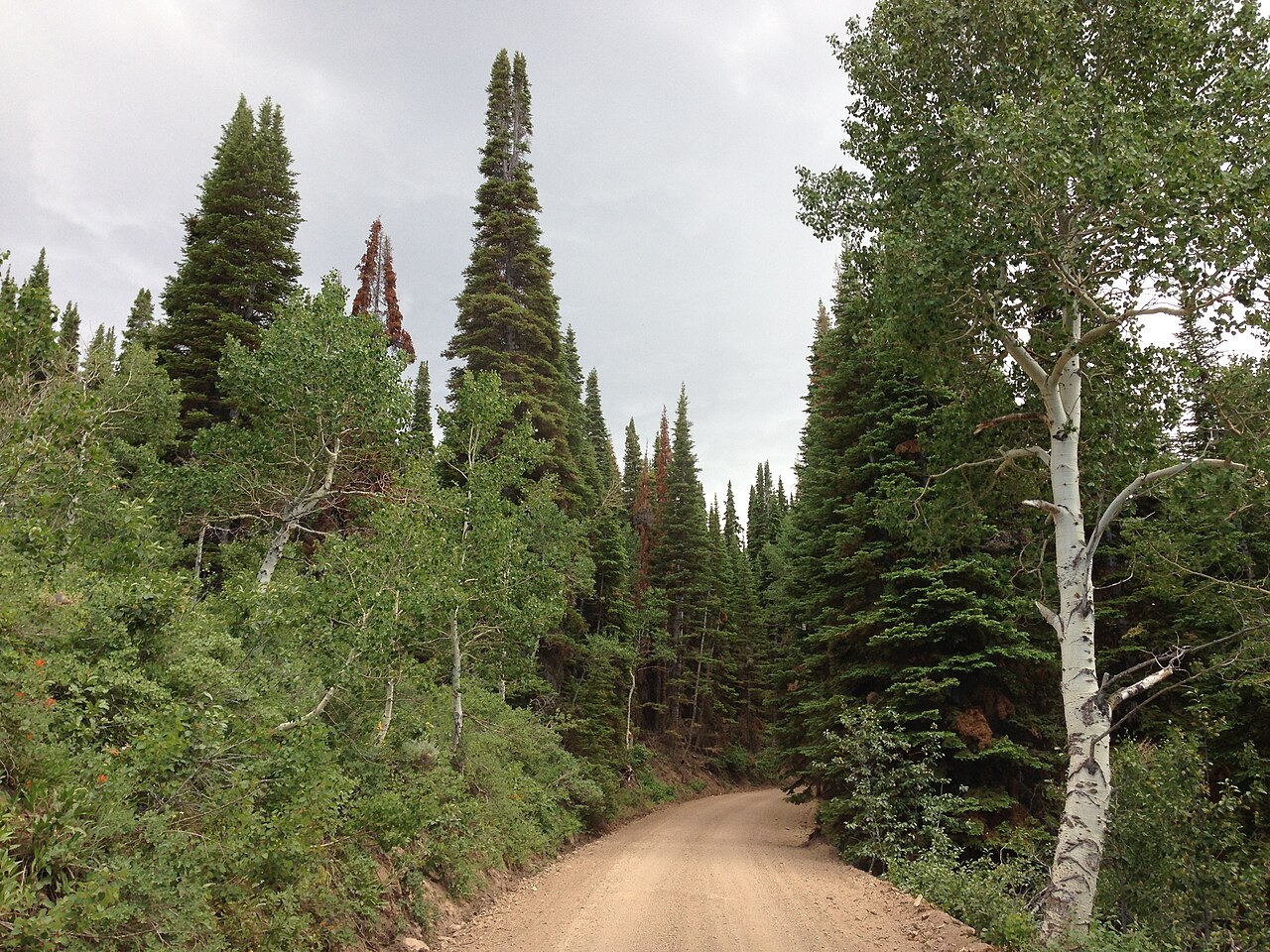 Quaking Aspen