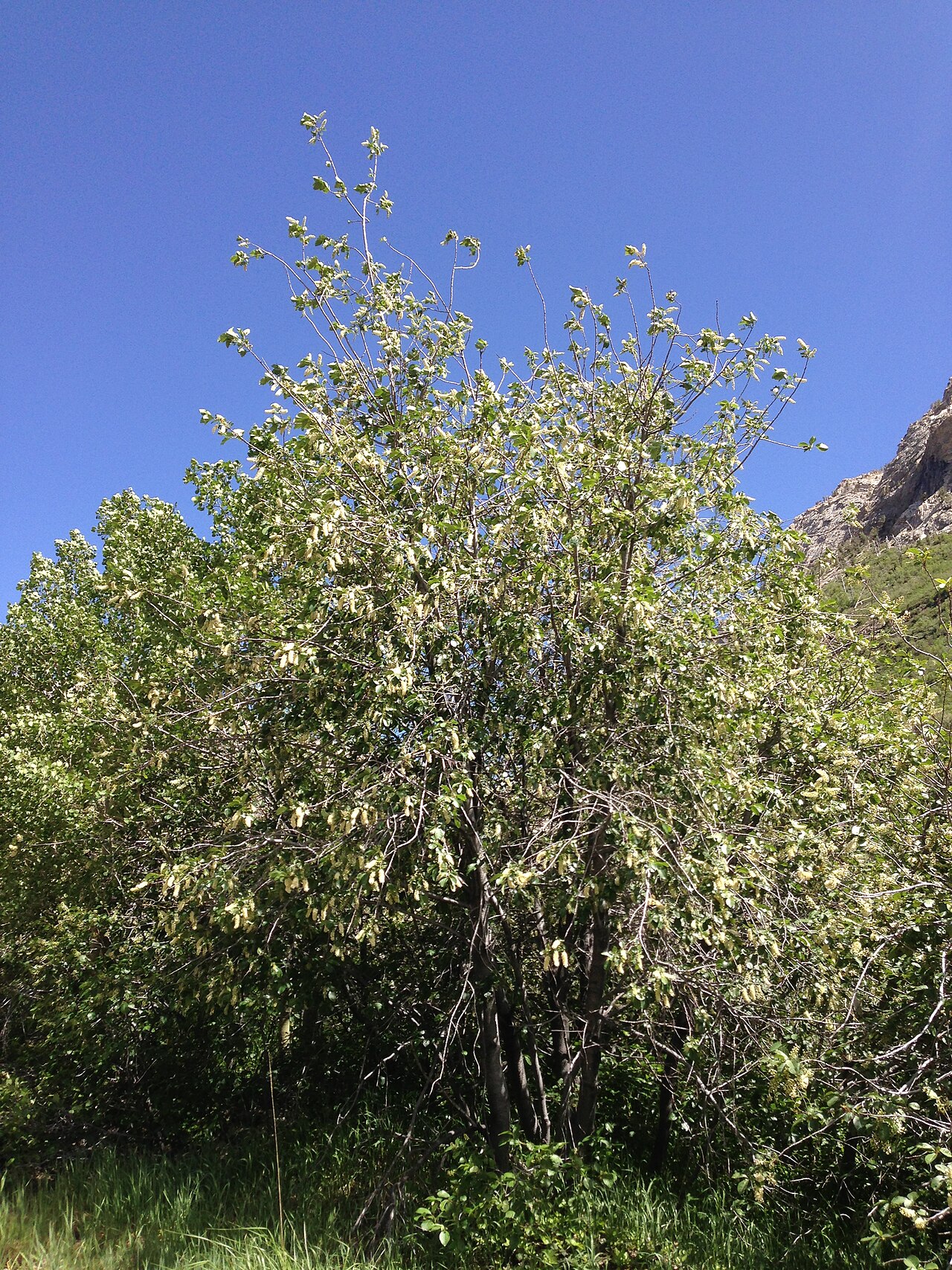 Chokecherry