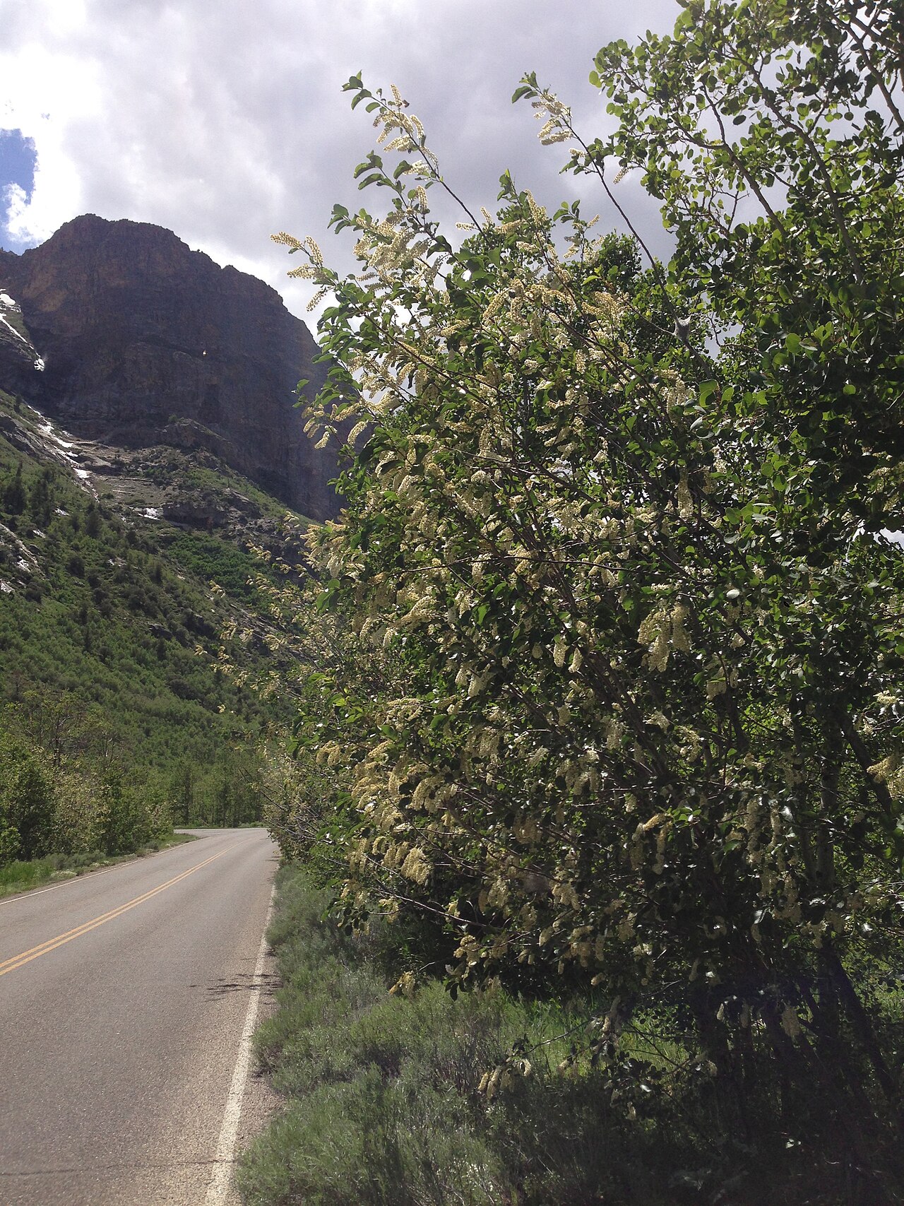 Chokecherry