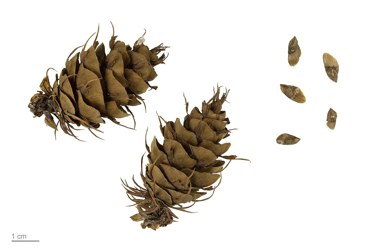 Douglas-fir