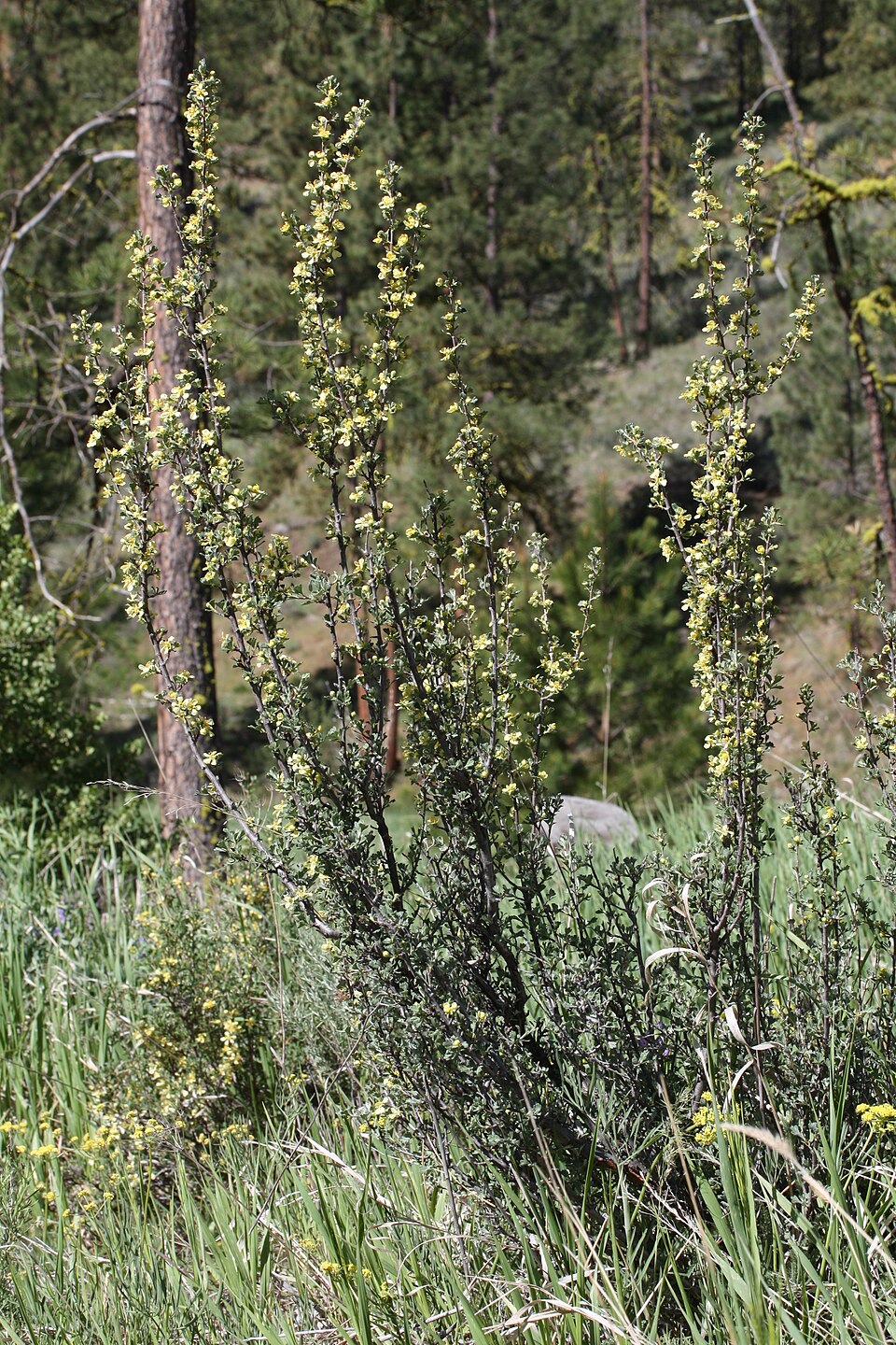 Antelope Bitterbrush