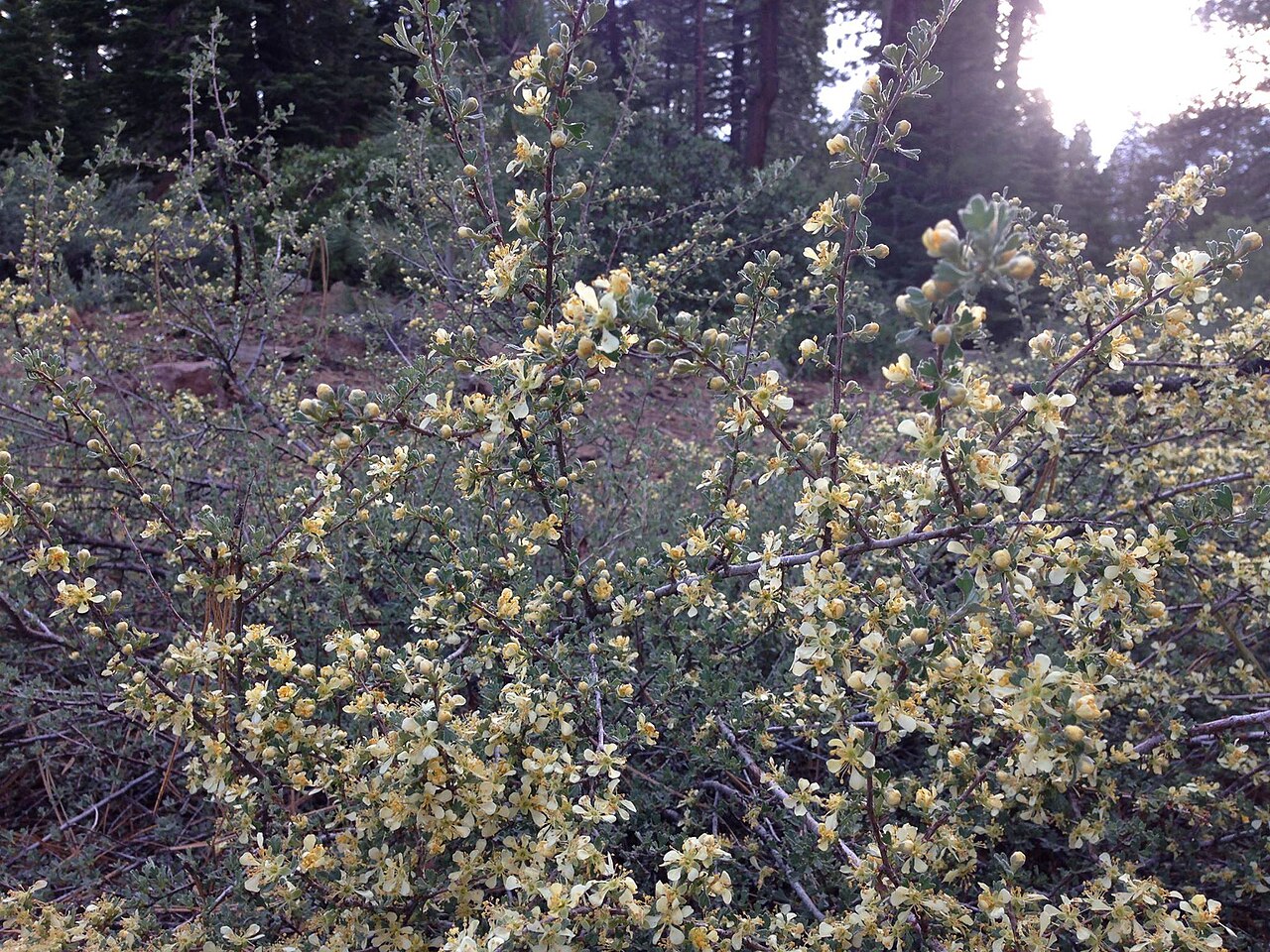 Antelope Bitterbrush
