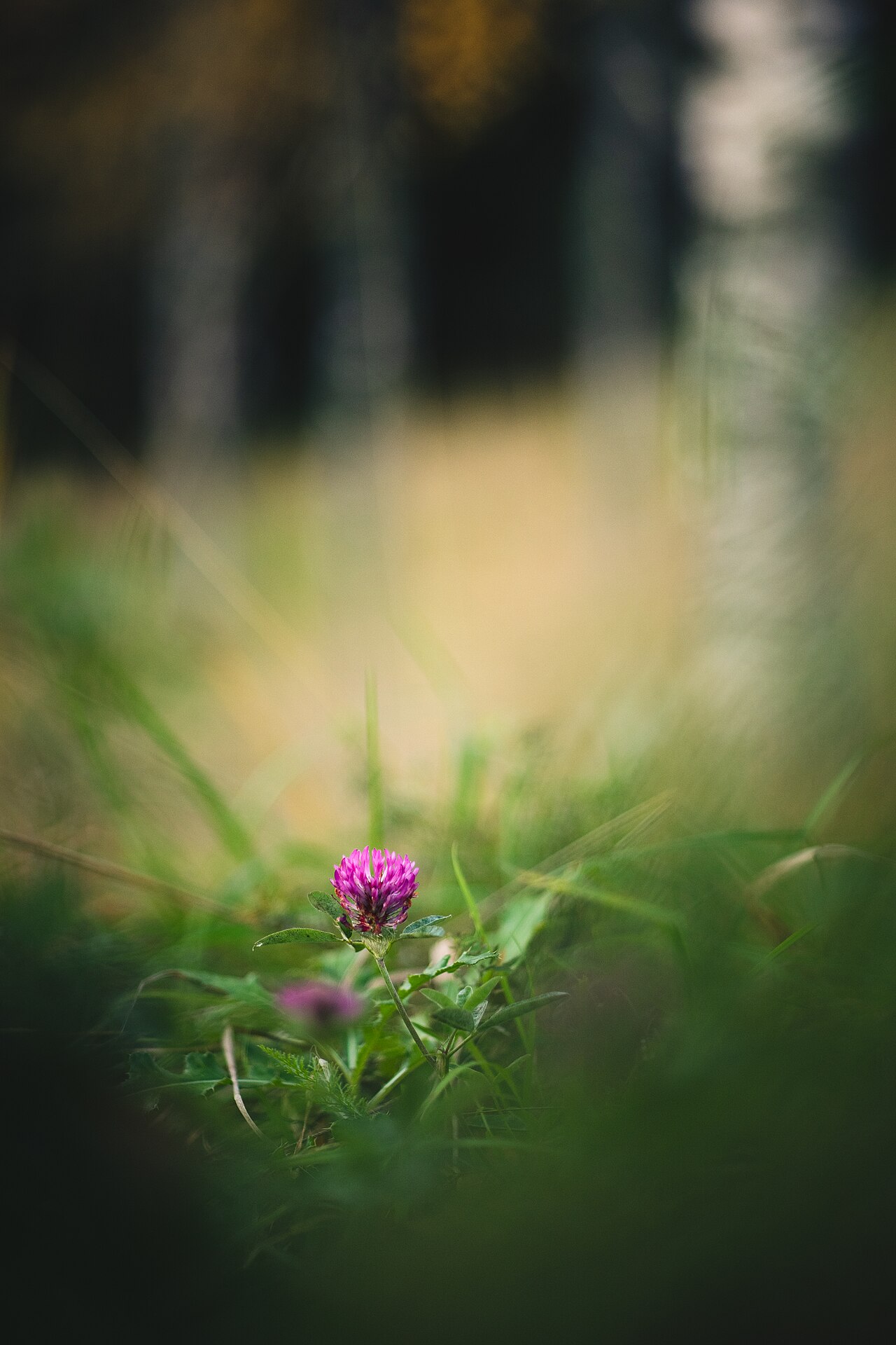 Red Clover