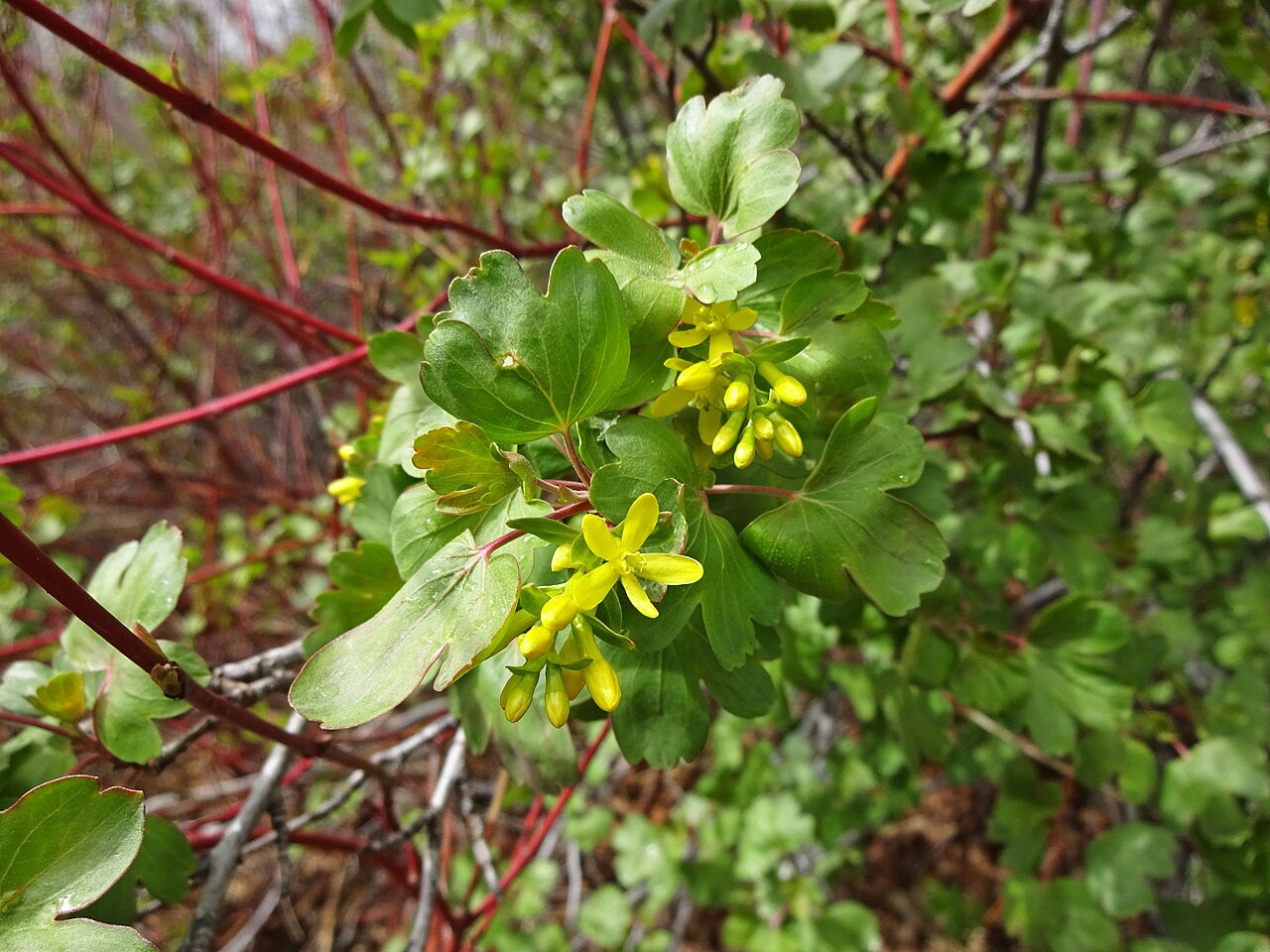 Golden Currant
