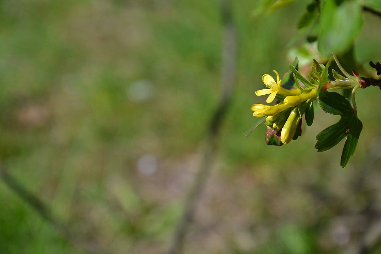 Golden Currant