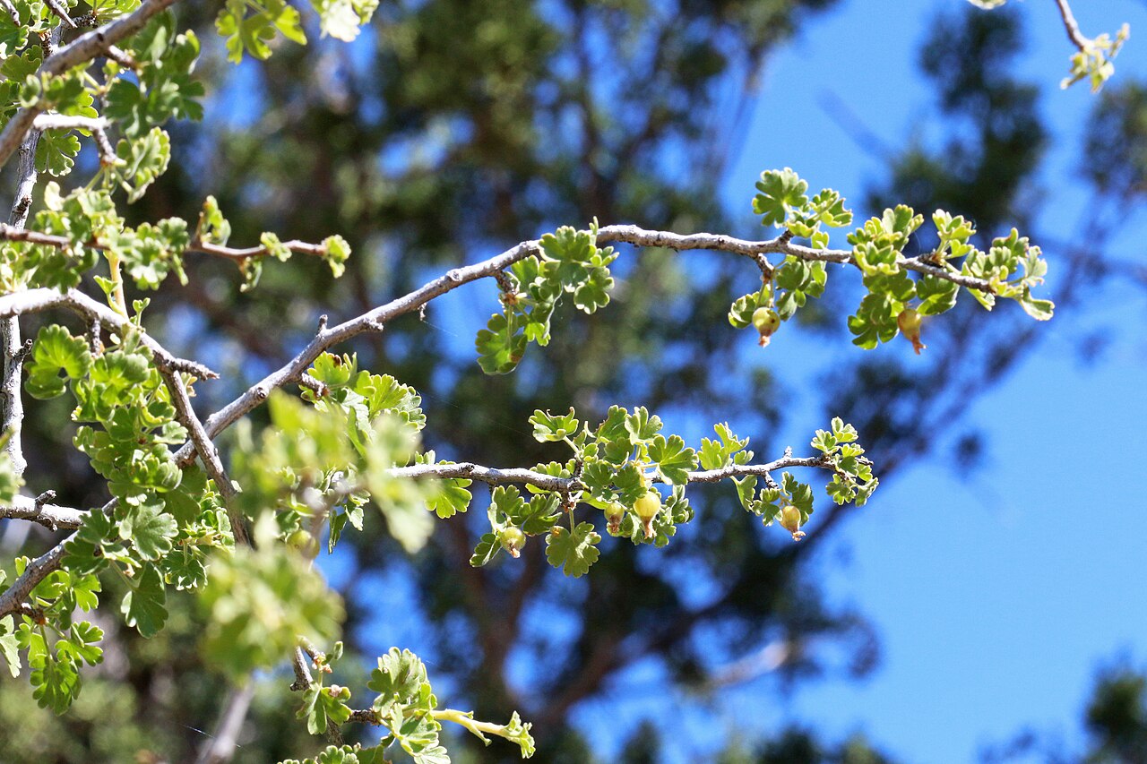 Wax Currant