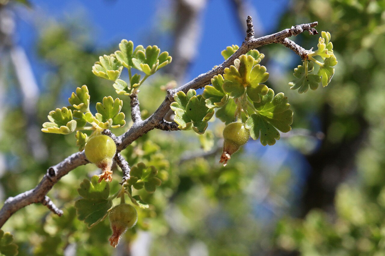 Wax Currant
