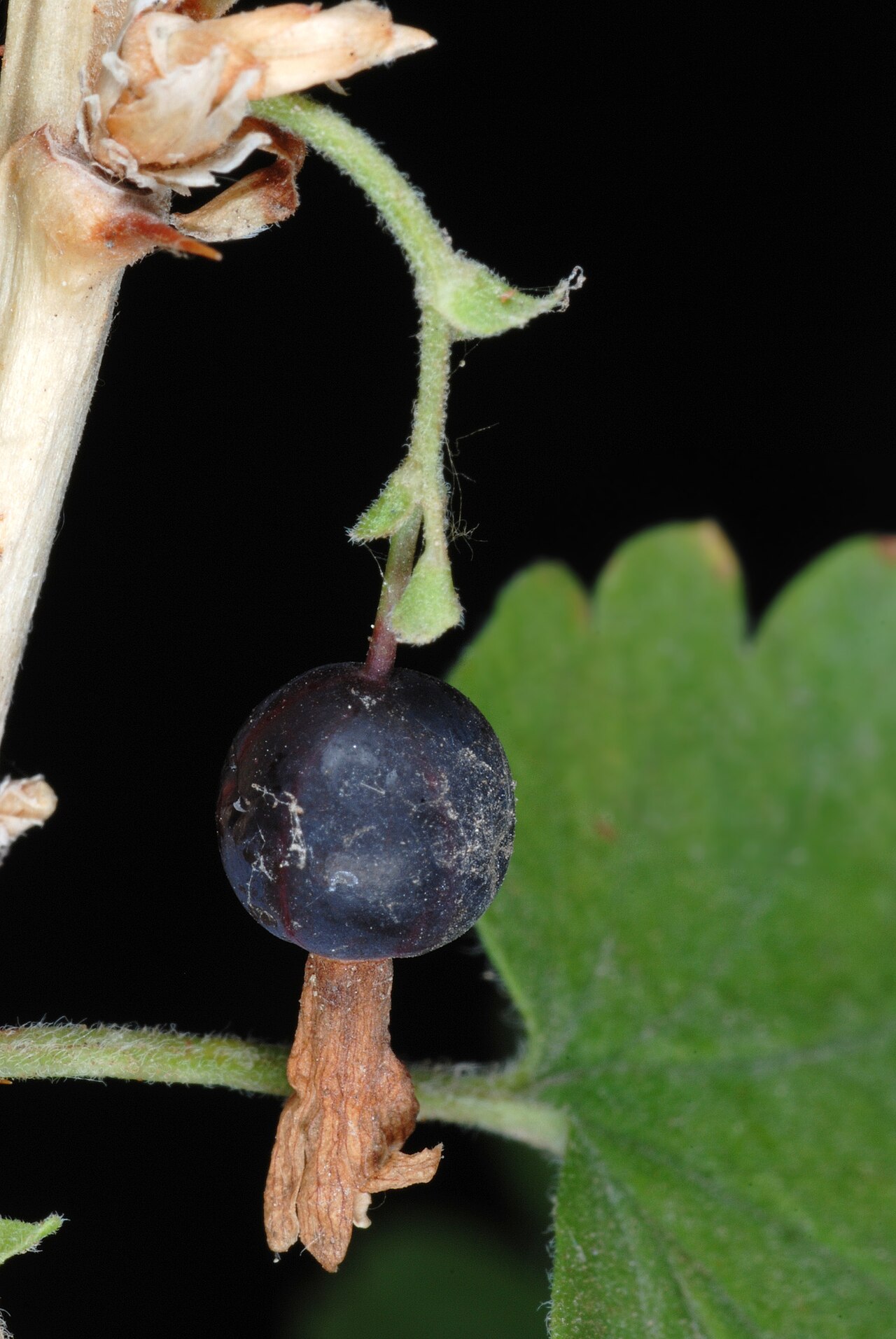 Wild Gooseberry