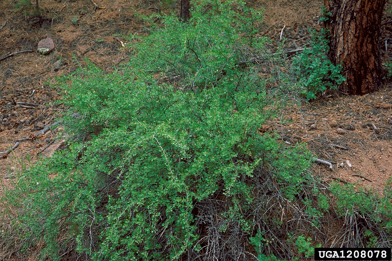 Wild Gooseberry