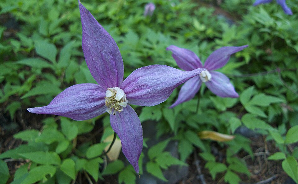 Rock Clematis (Blue Clematis)