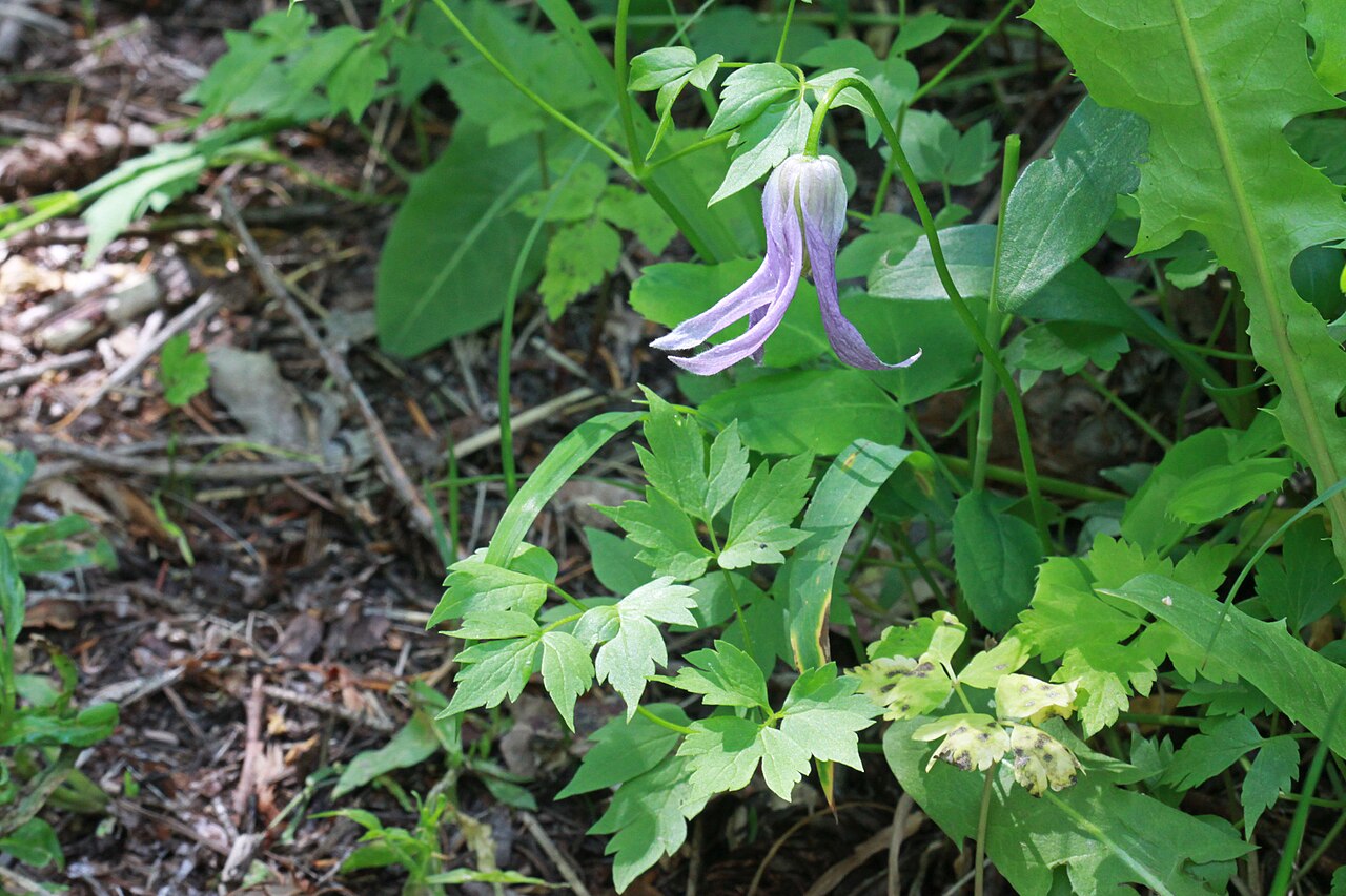 Rock Clematis (Blue Clematis)