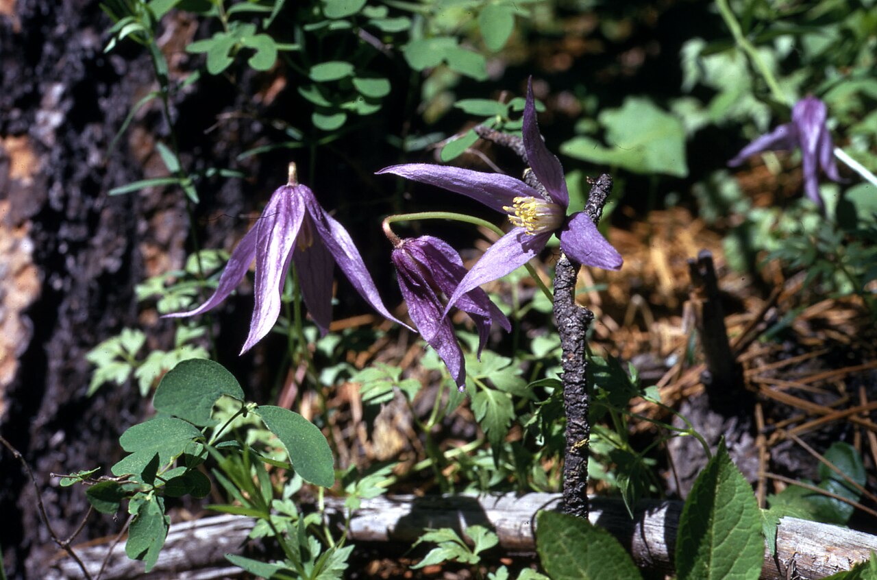 Rock Clematis (Blue Clematis)
