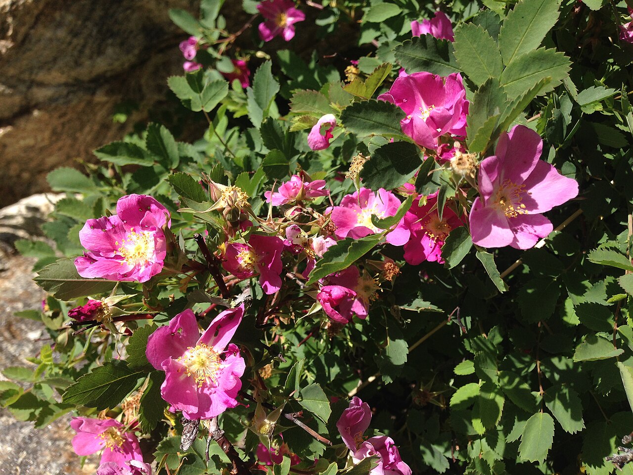 Woods' Rose