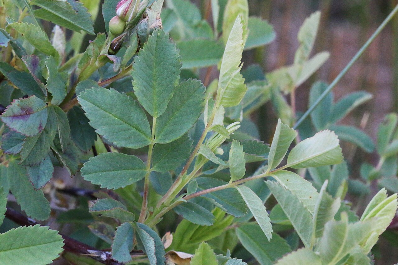 Woods' Rose