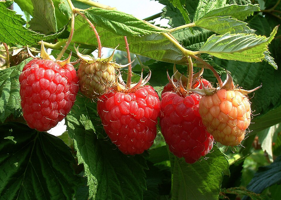 Wild Red Raspberry