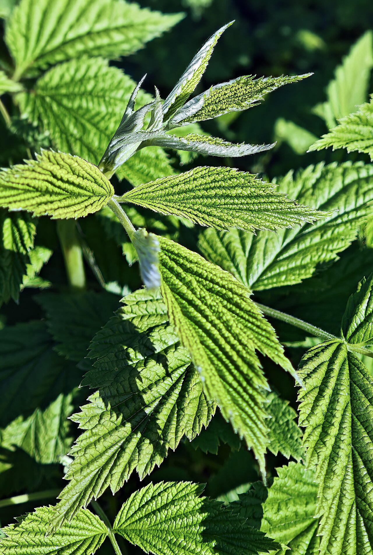 Wild Red Raspberry