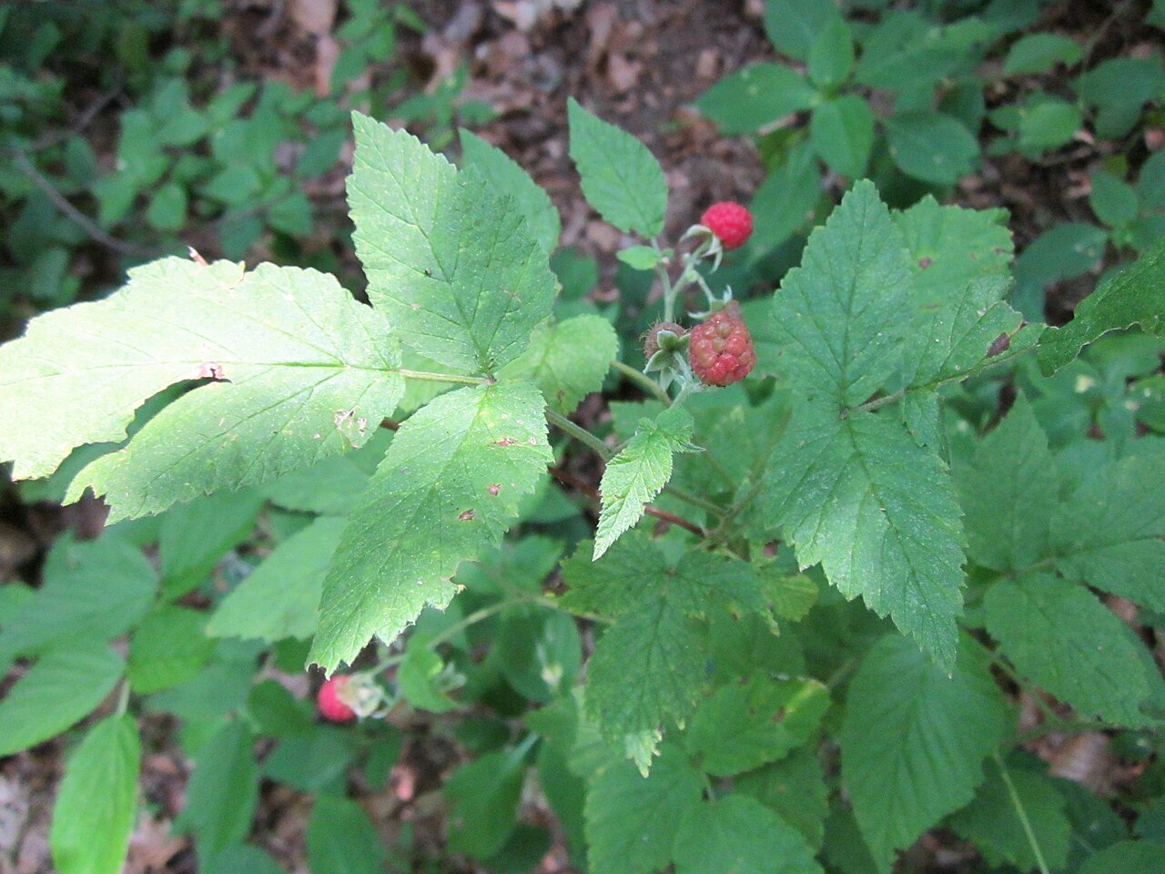 Wild Red Raspberry