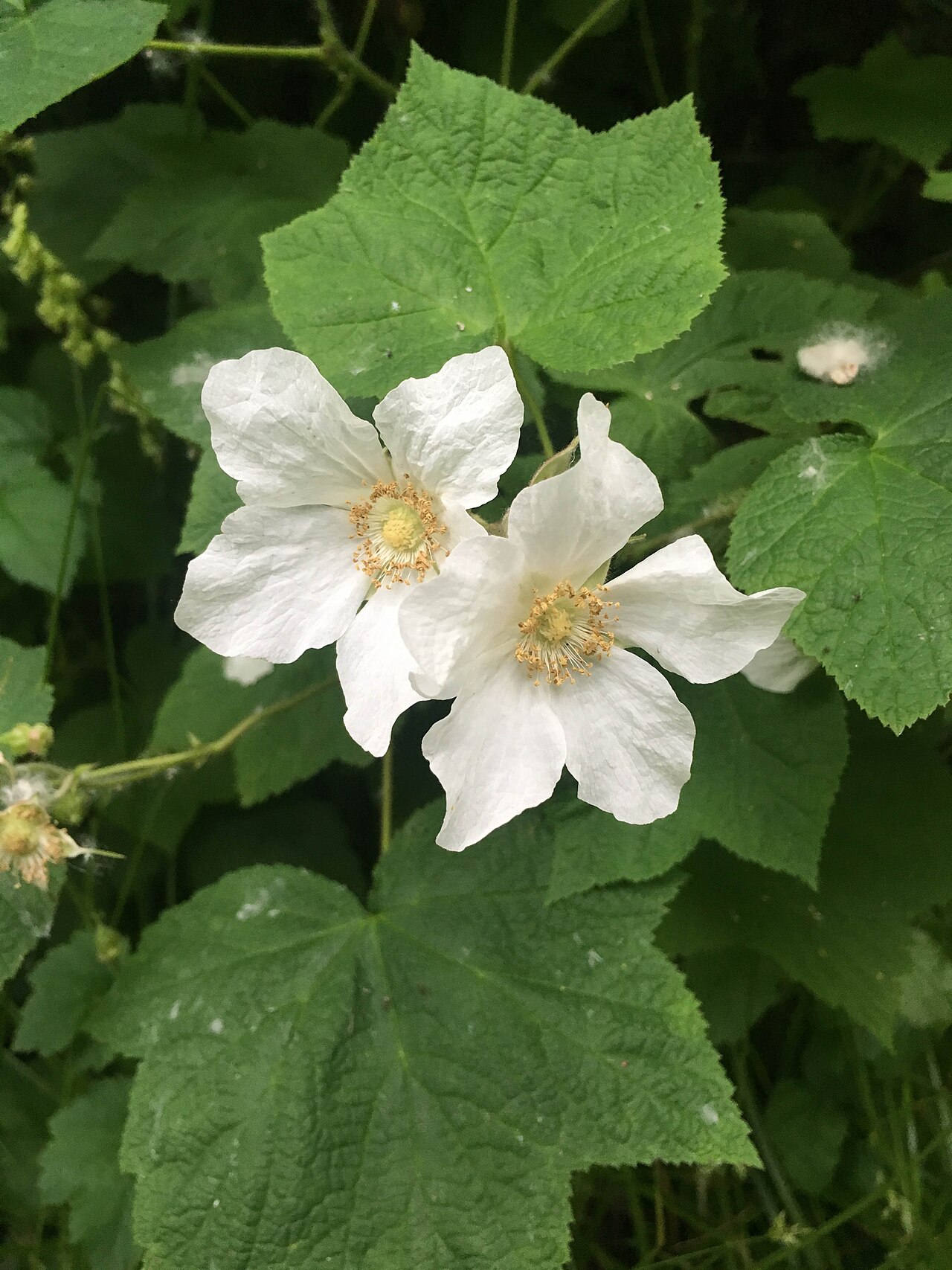 Thimbleberry