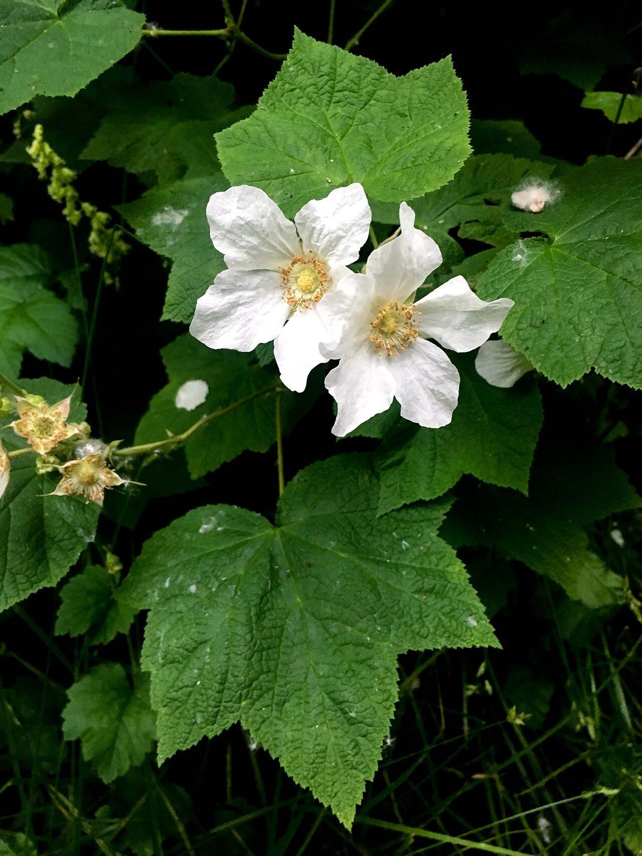 Thimbleberry