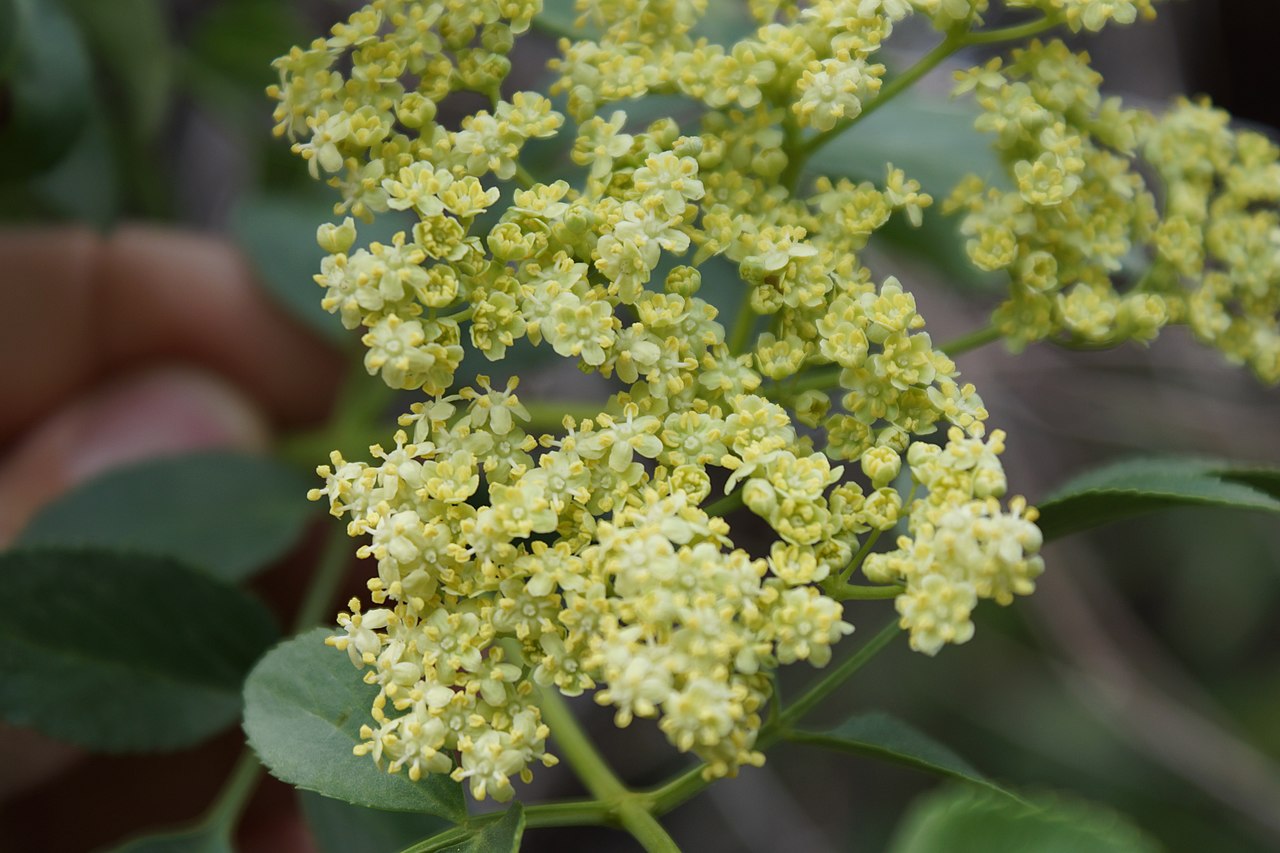 Blue Elderberry