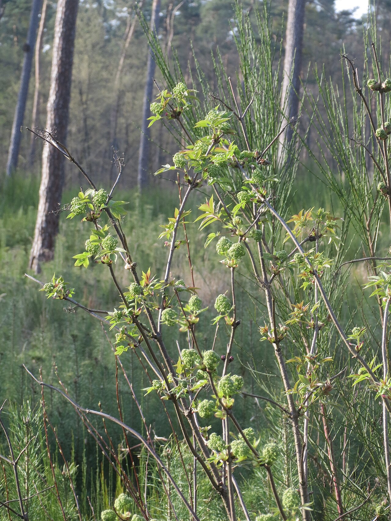 Red Elderberry